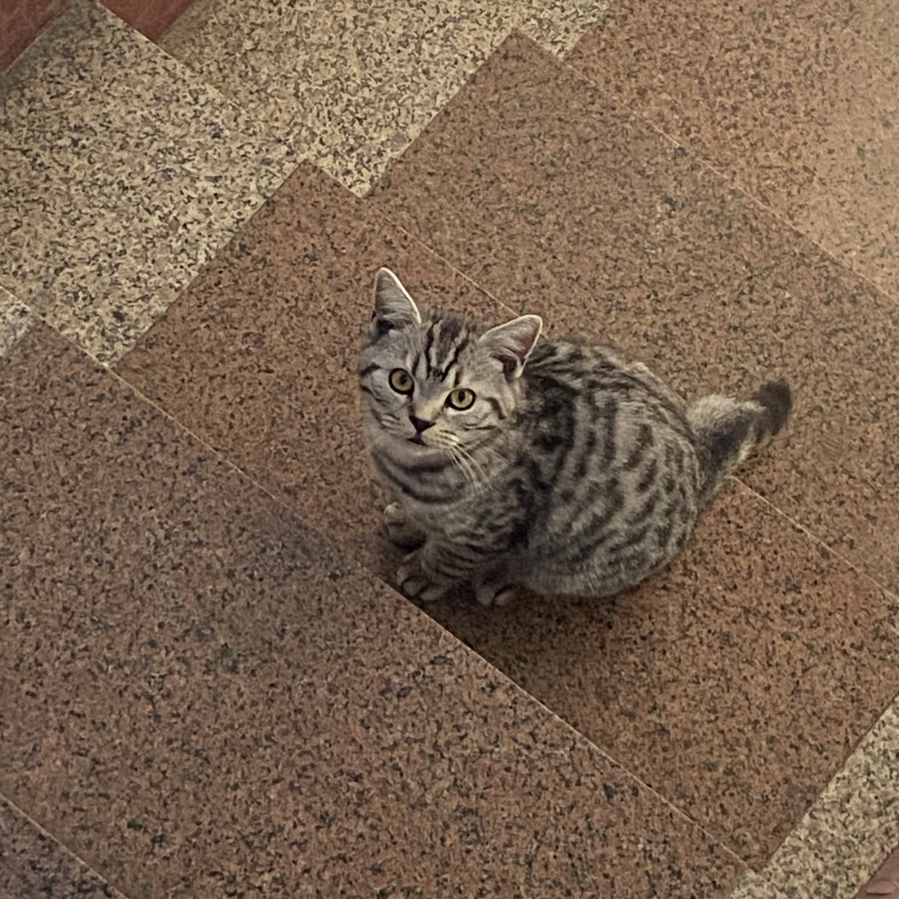 Peanut 