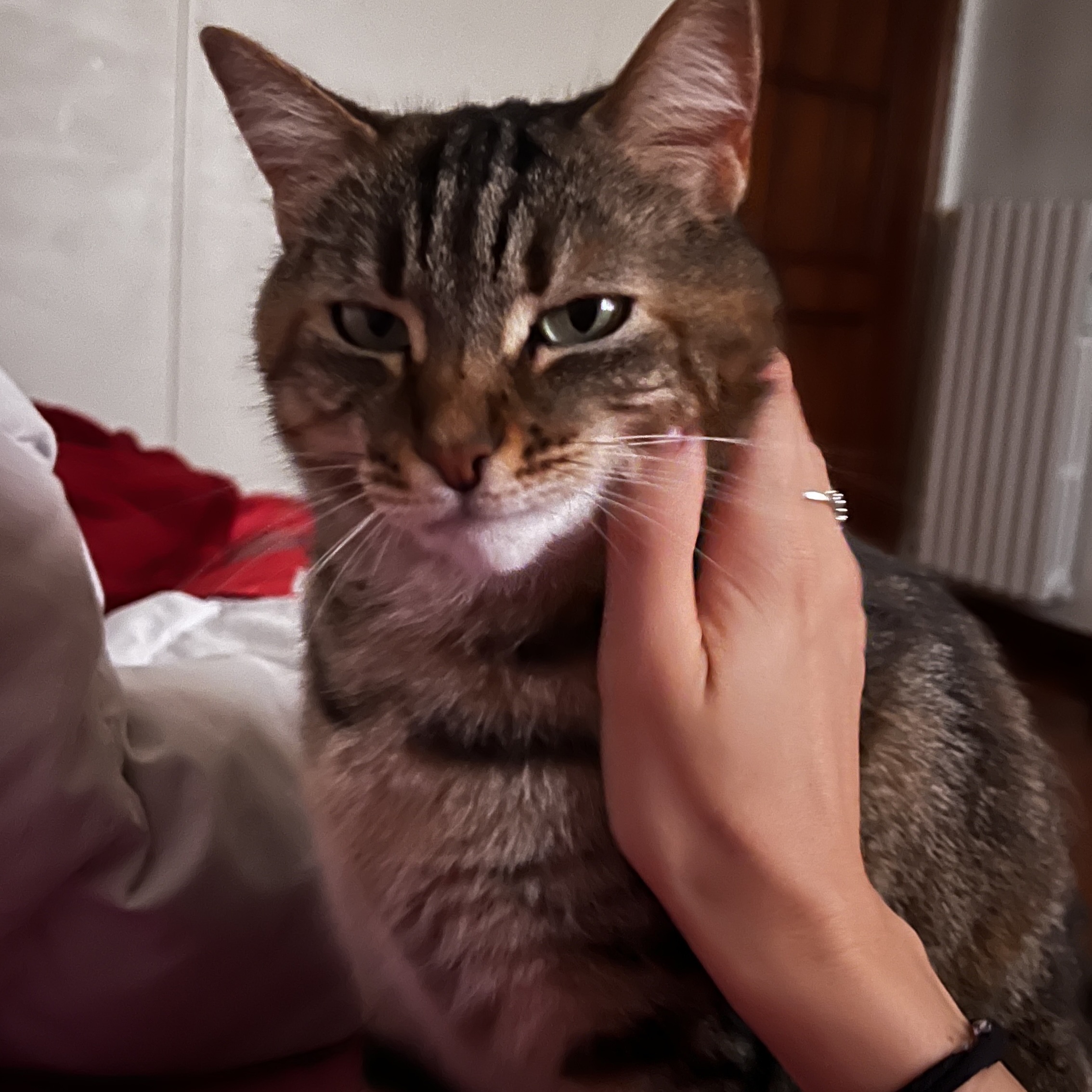 Shila 