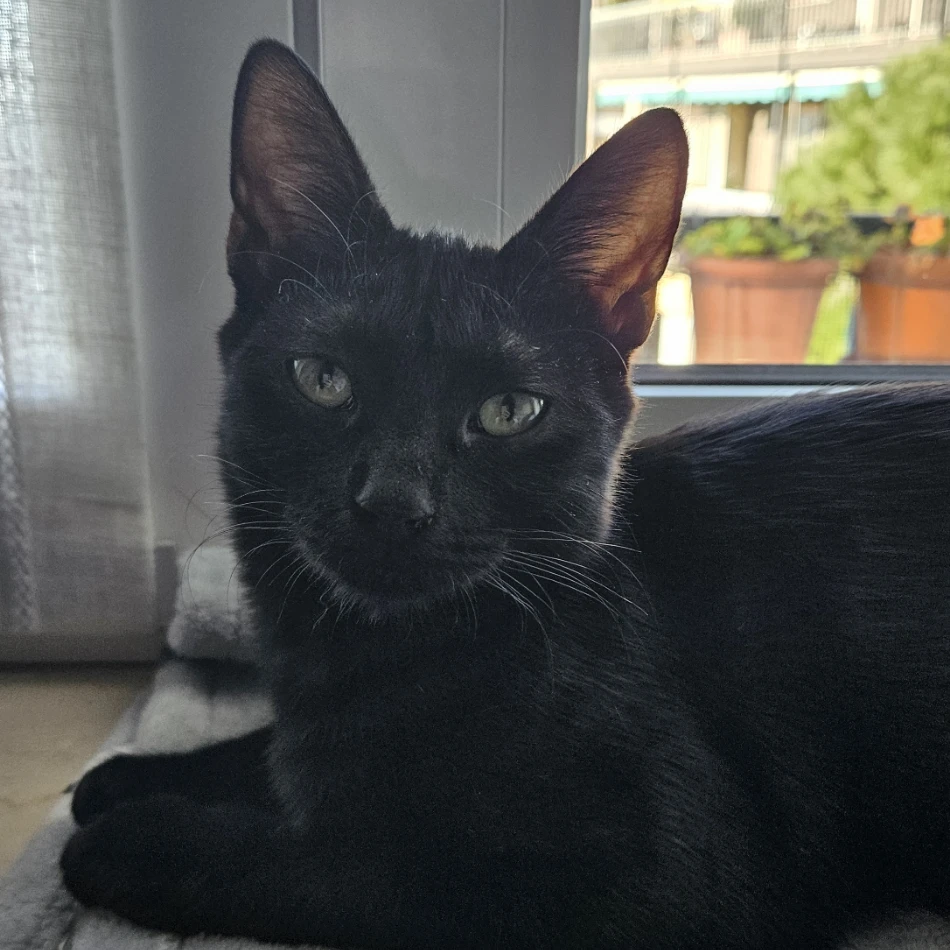 Salem