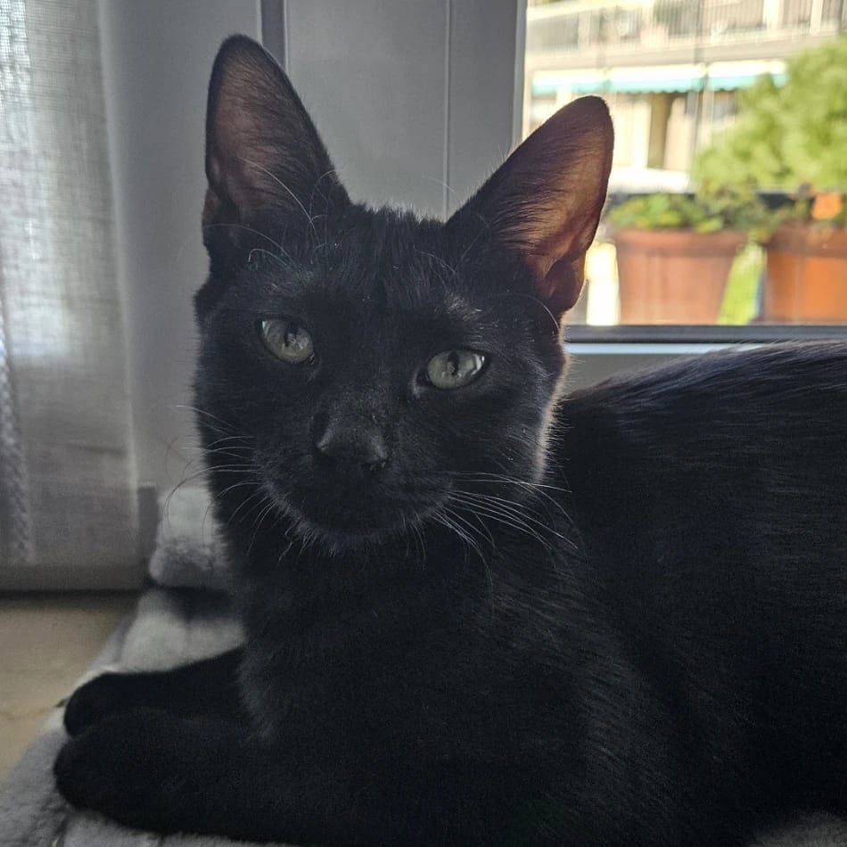 Salem