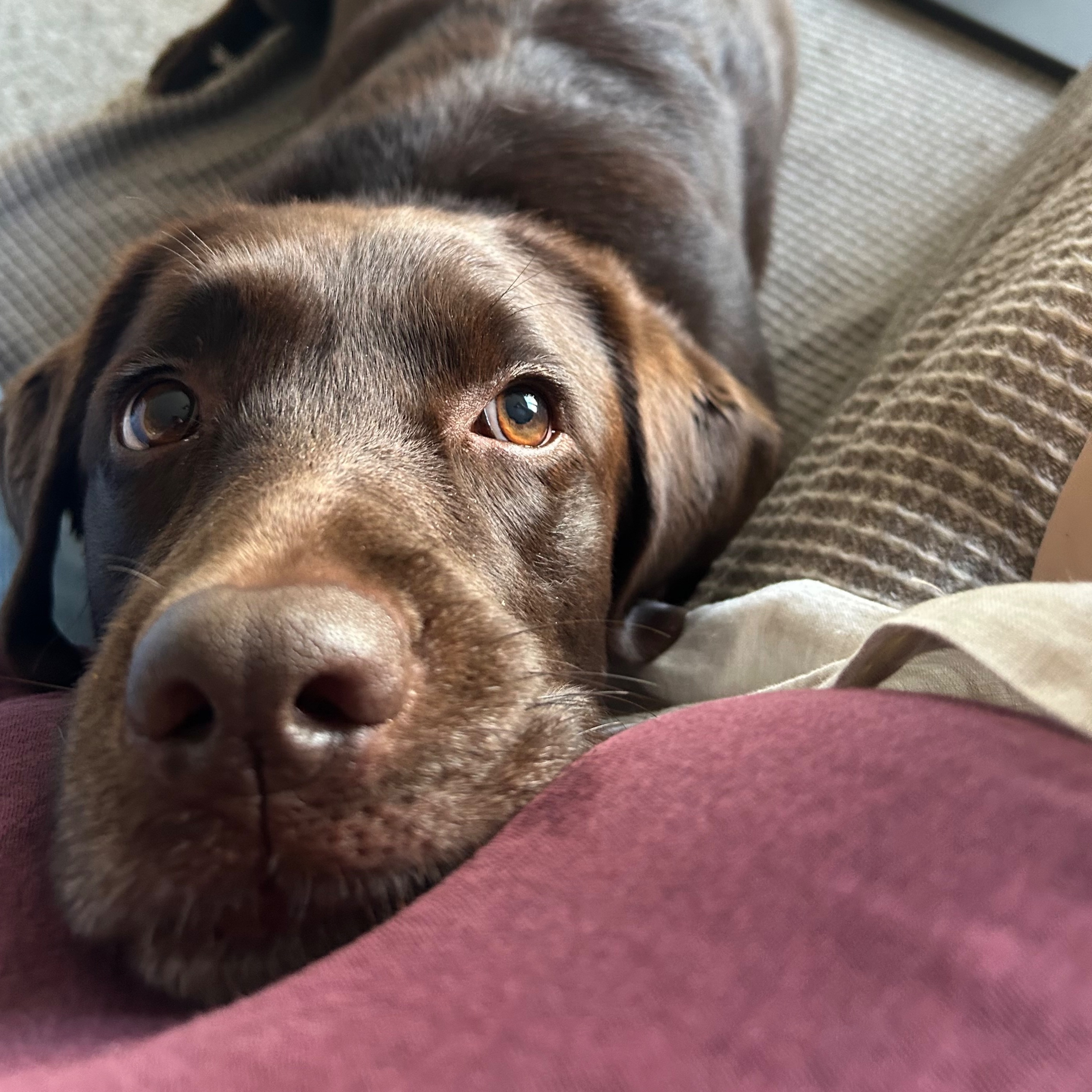 Mocha