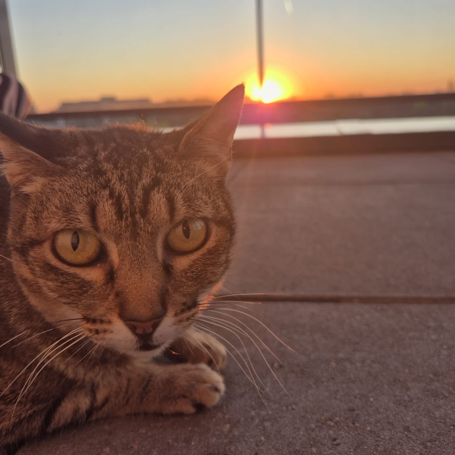 Mia