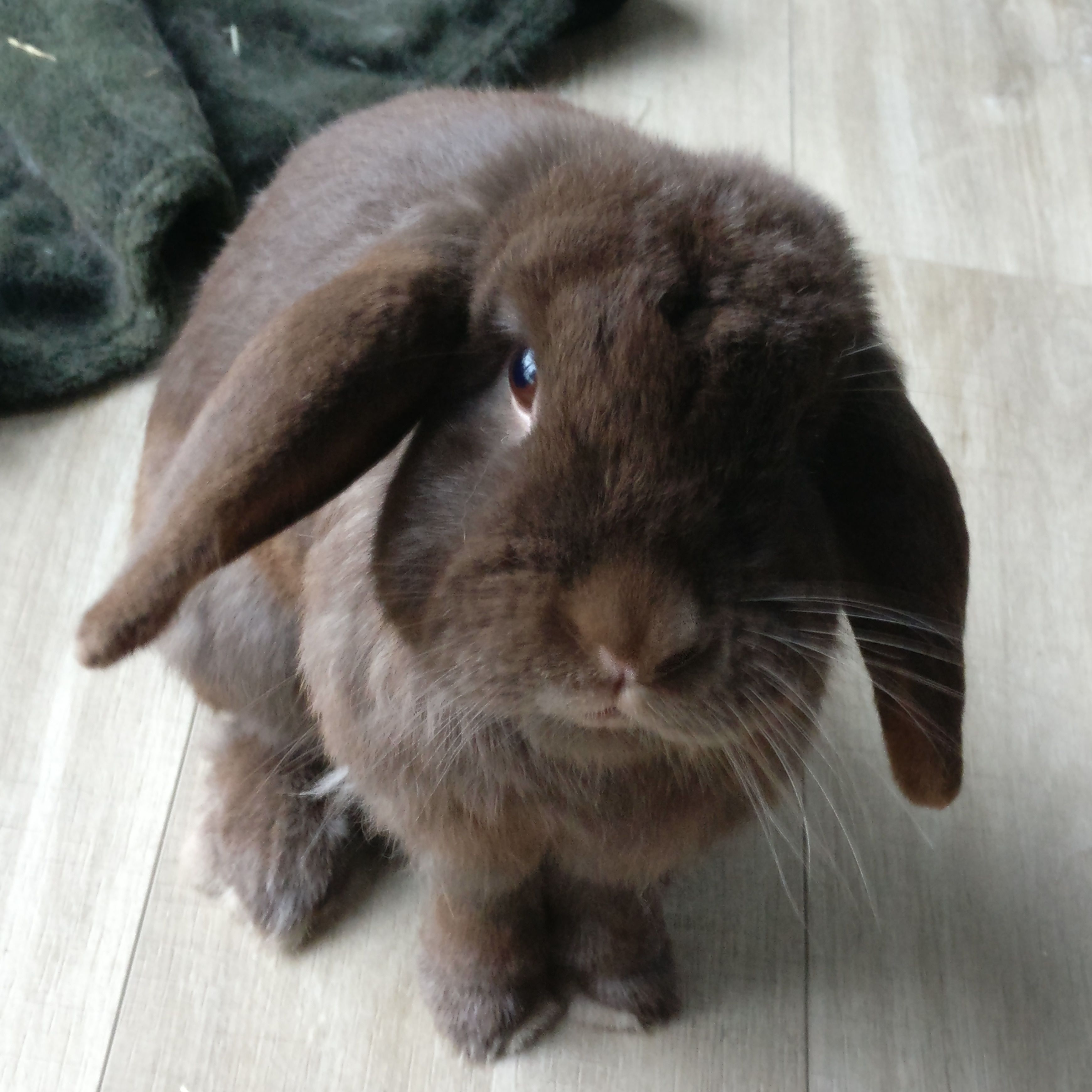 Bruno