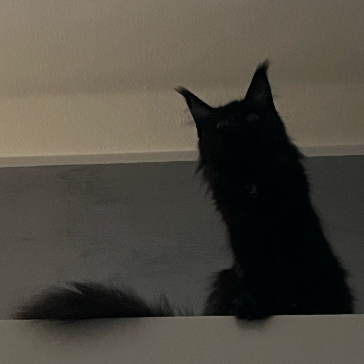 Elsa