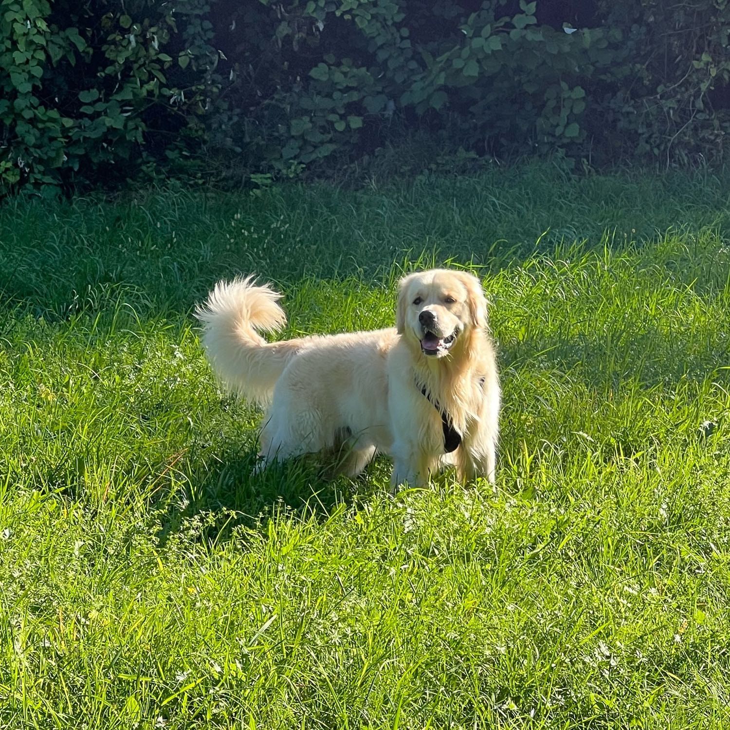 Ares