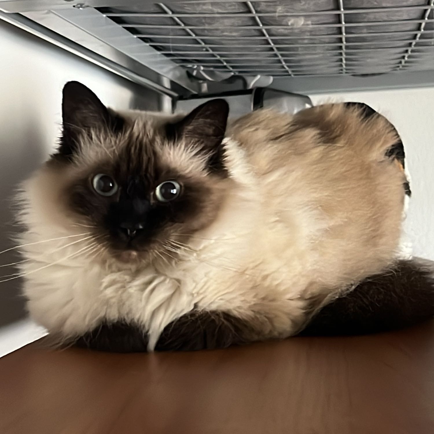 Perla