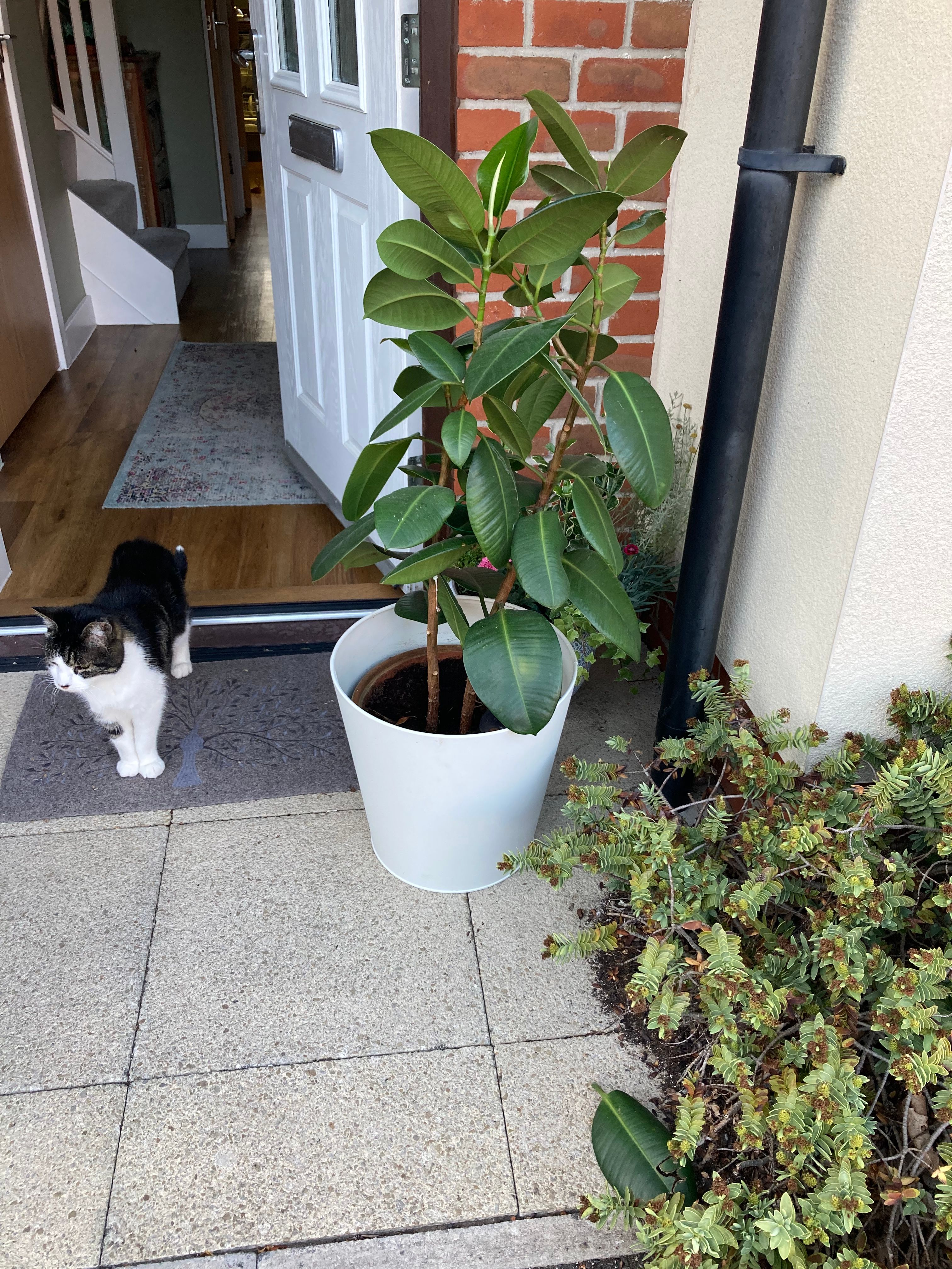 image-6