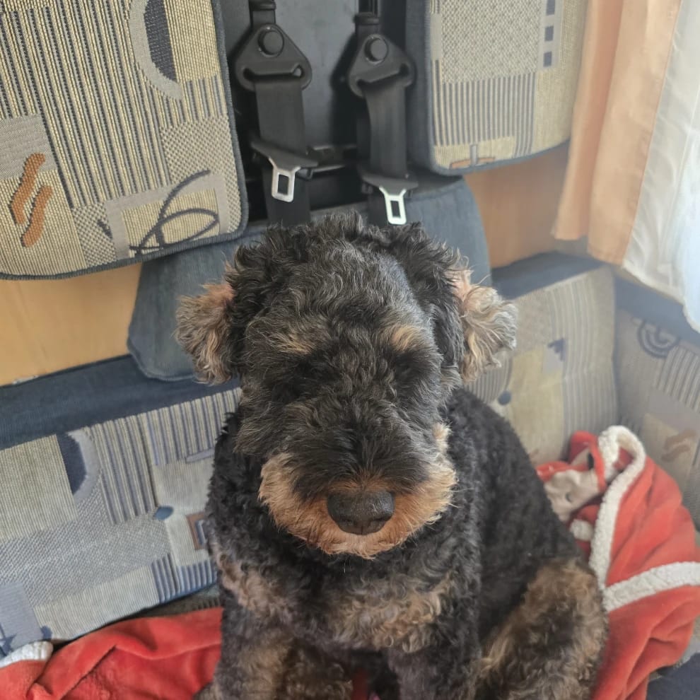 Ernie