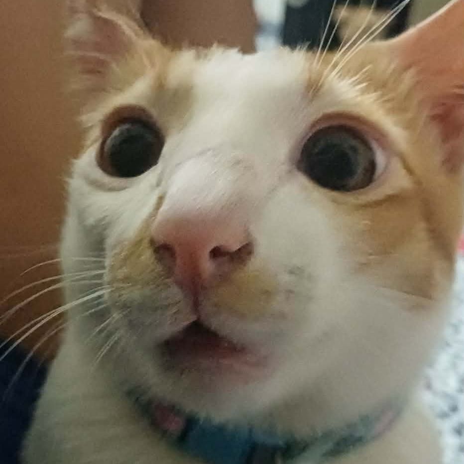 Pudding