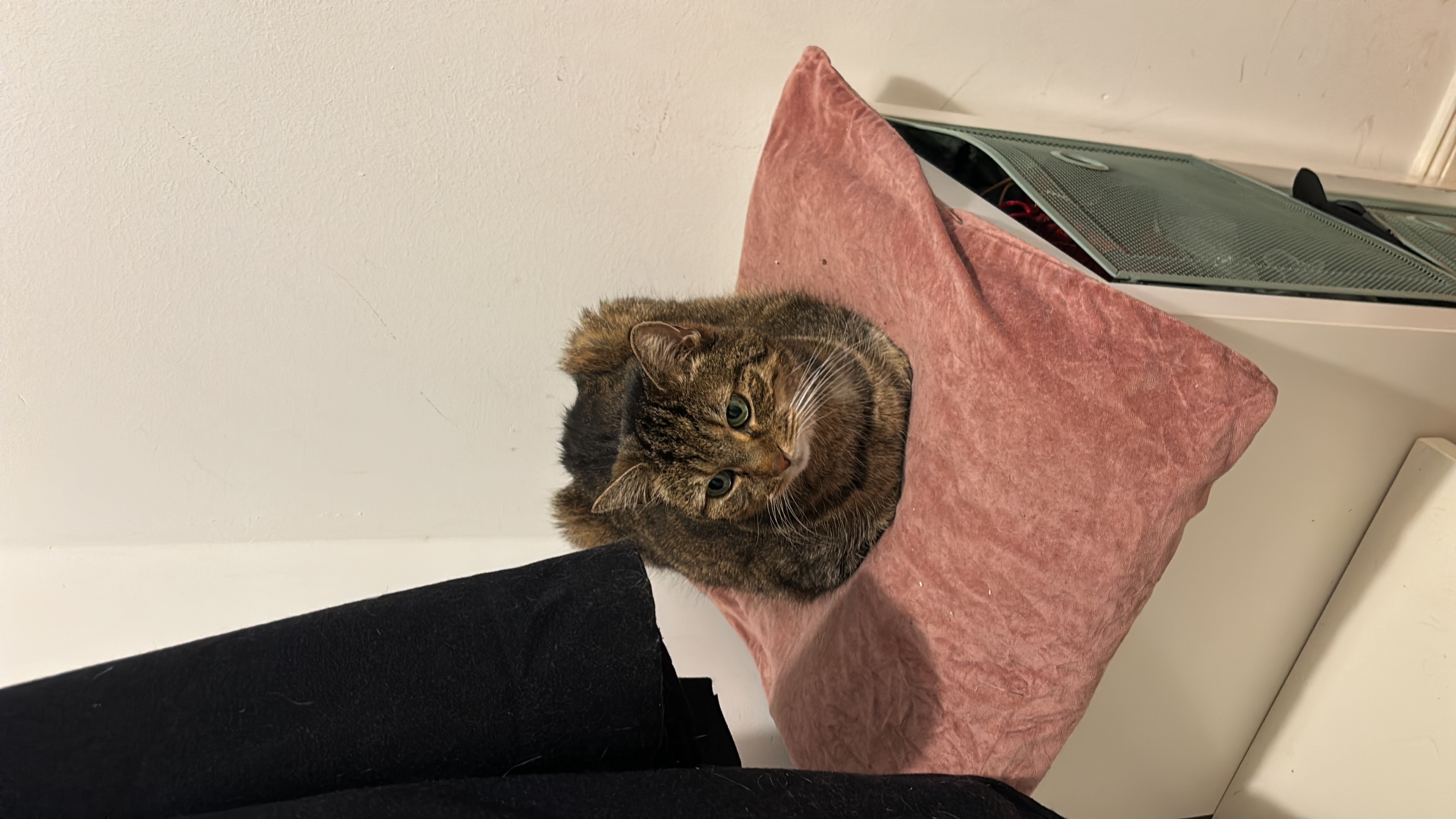image-7