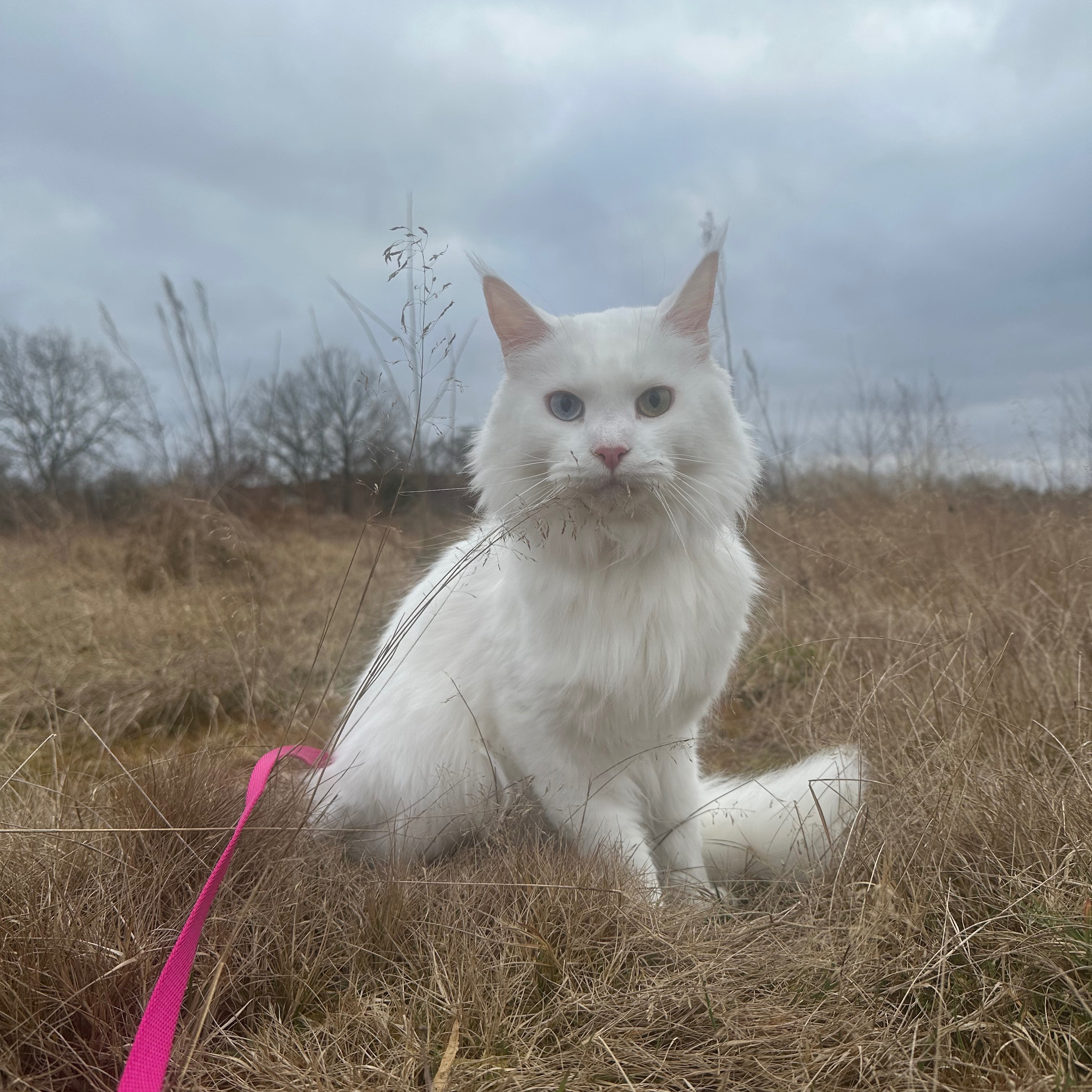 Chloé