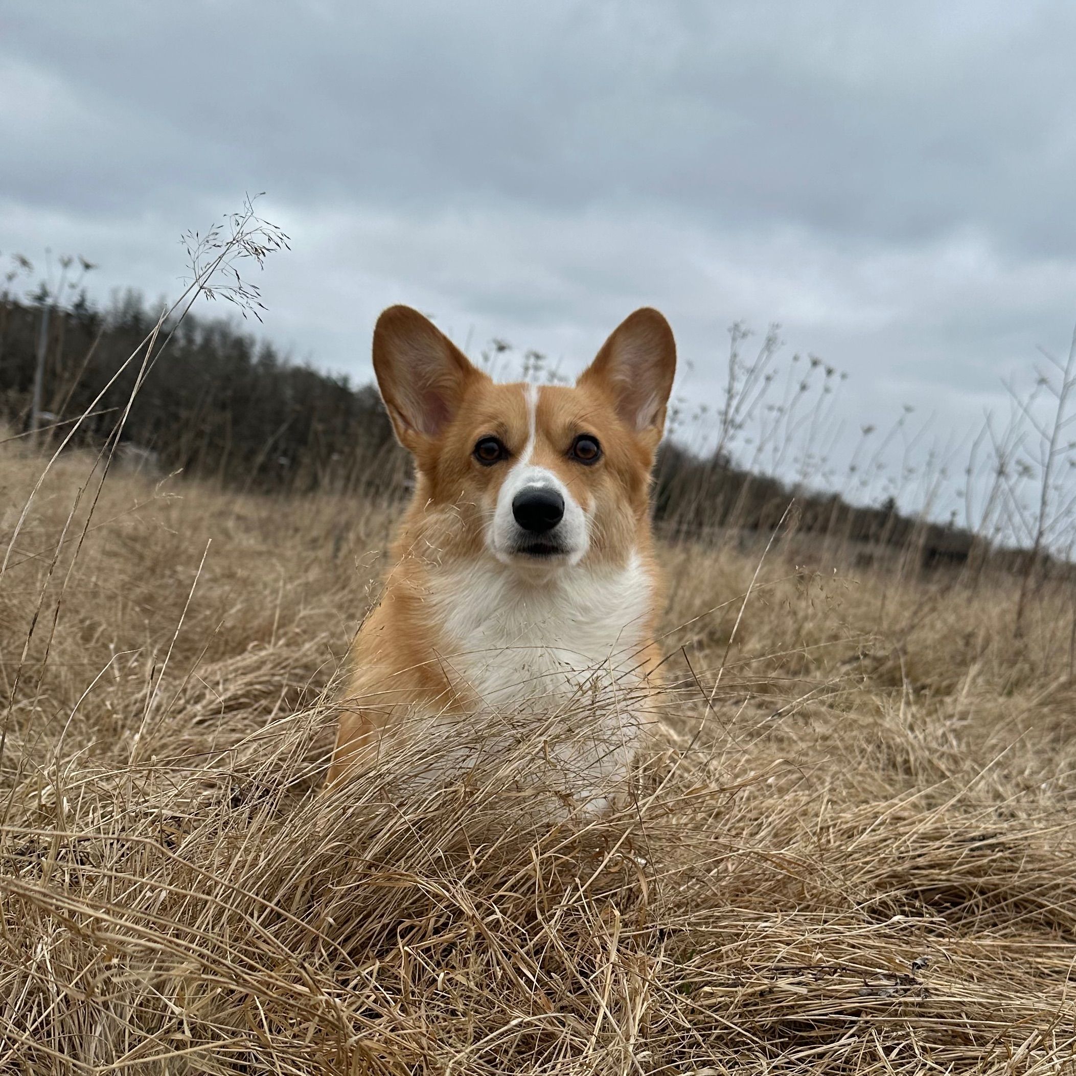 Daisy