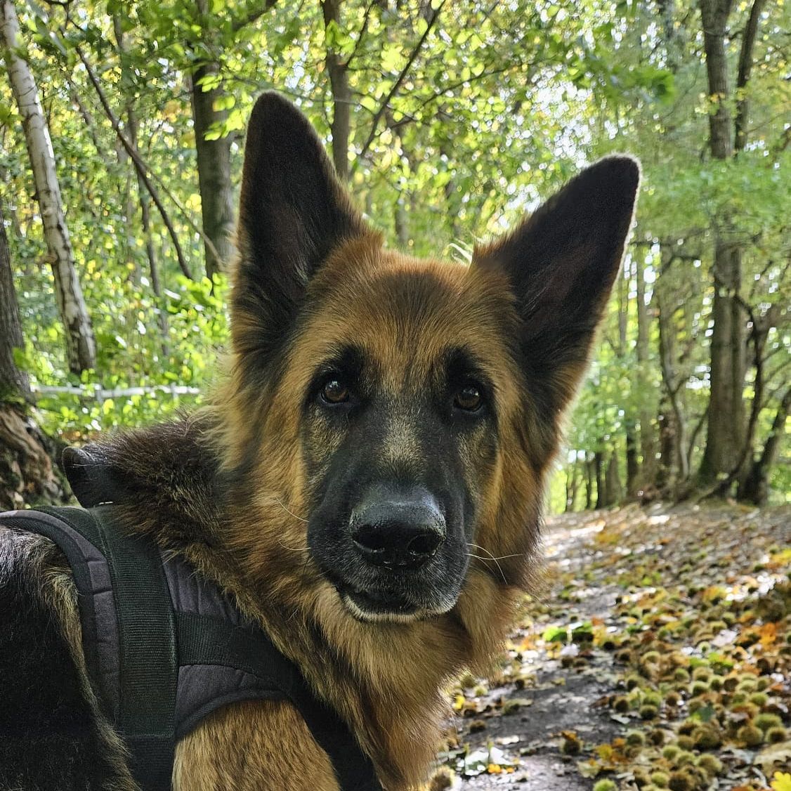 Toby