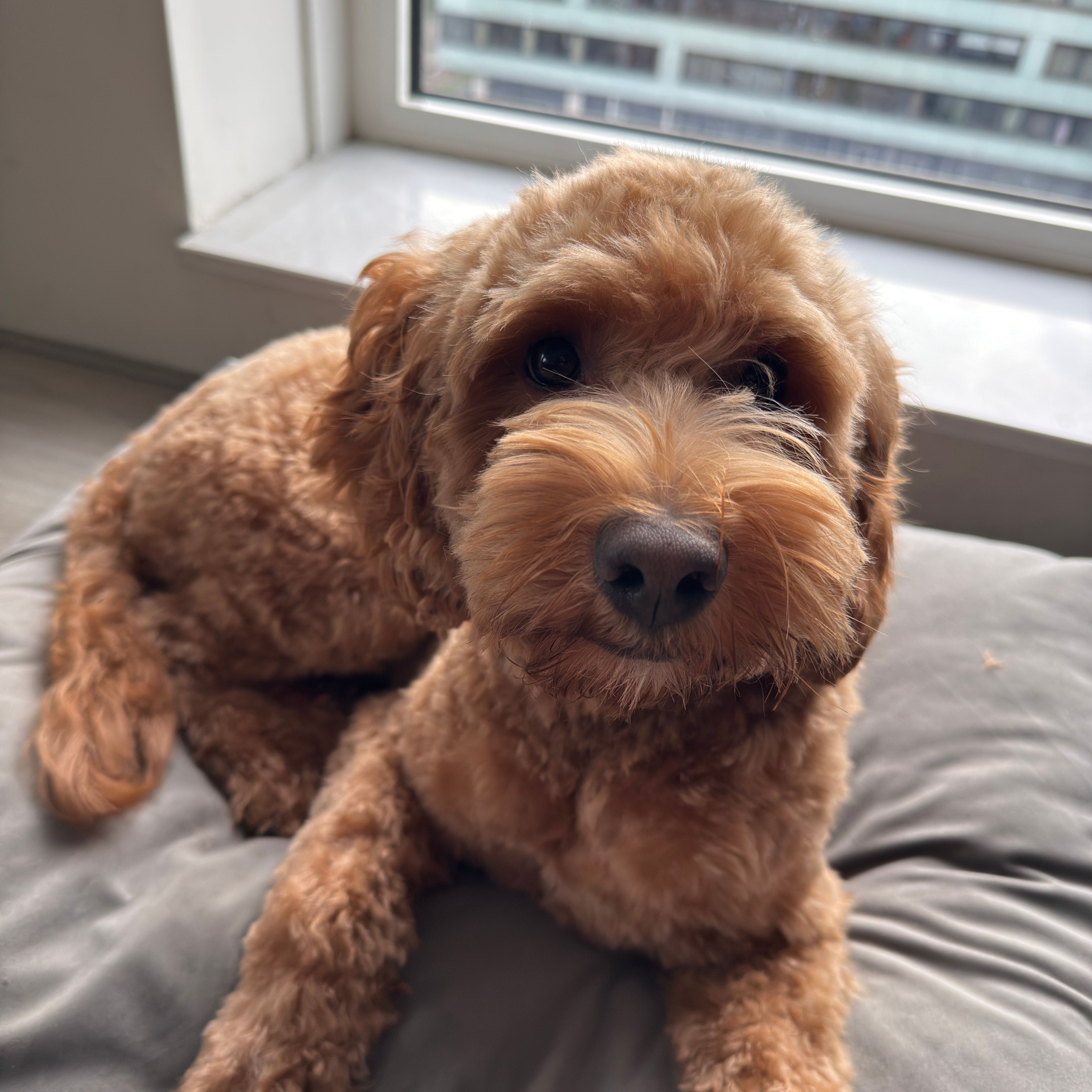 Winston