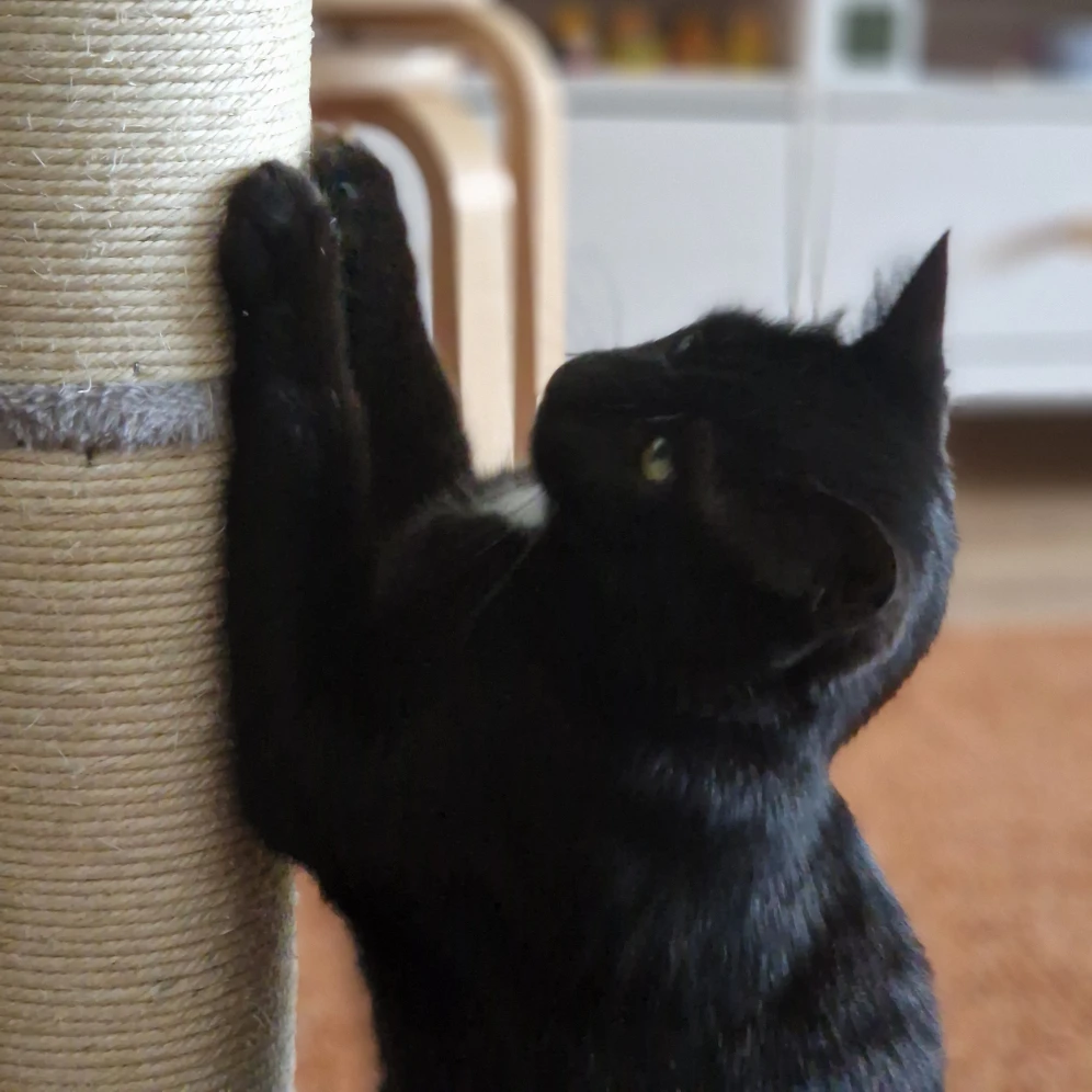 bambino