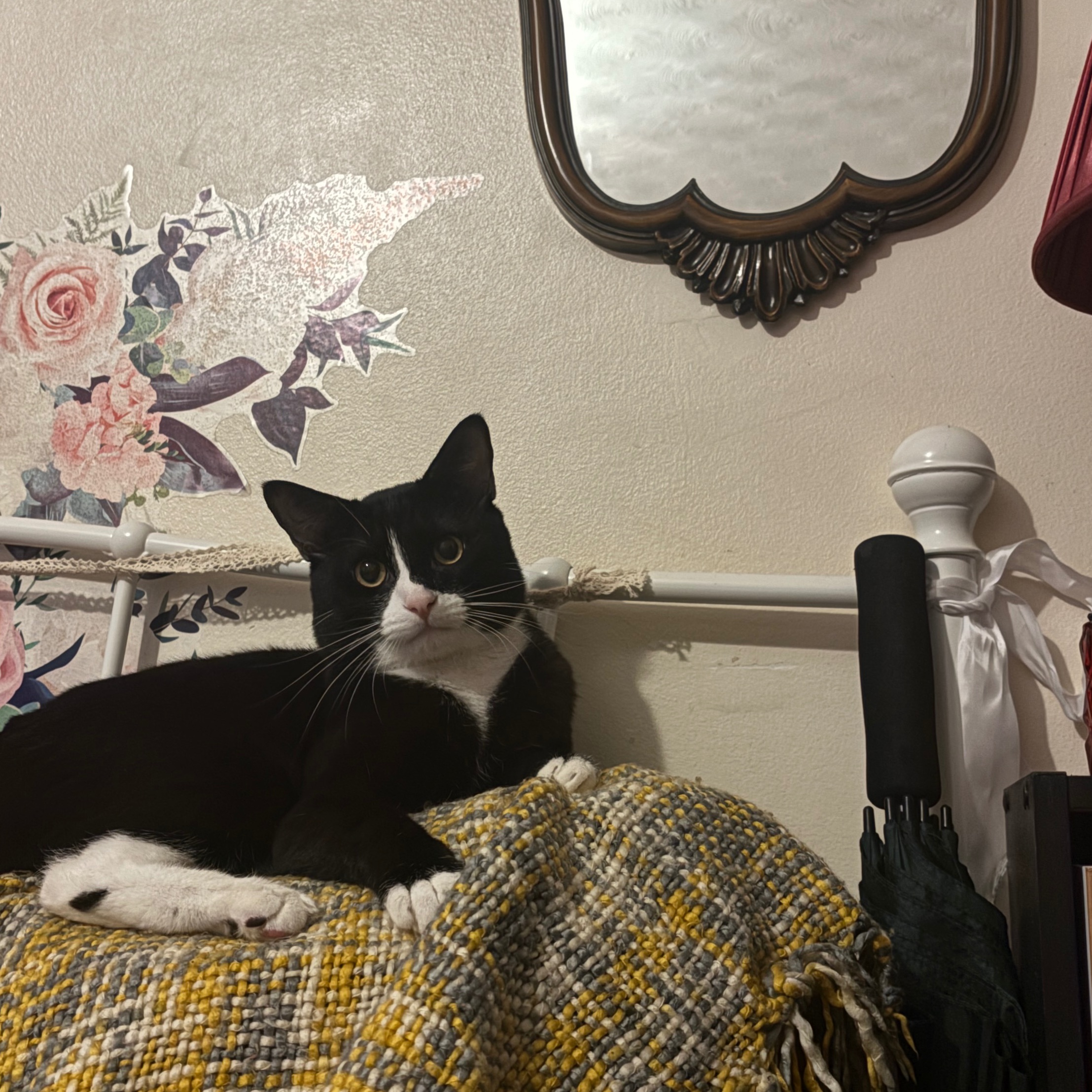 KitCat 
