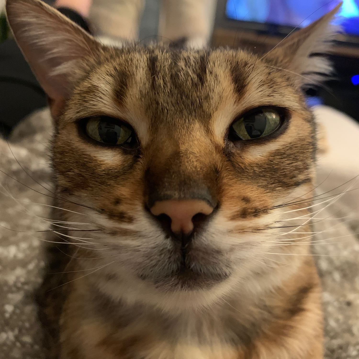 Flexie
