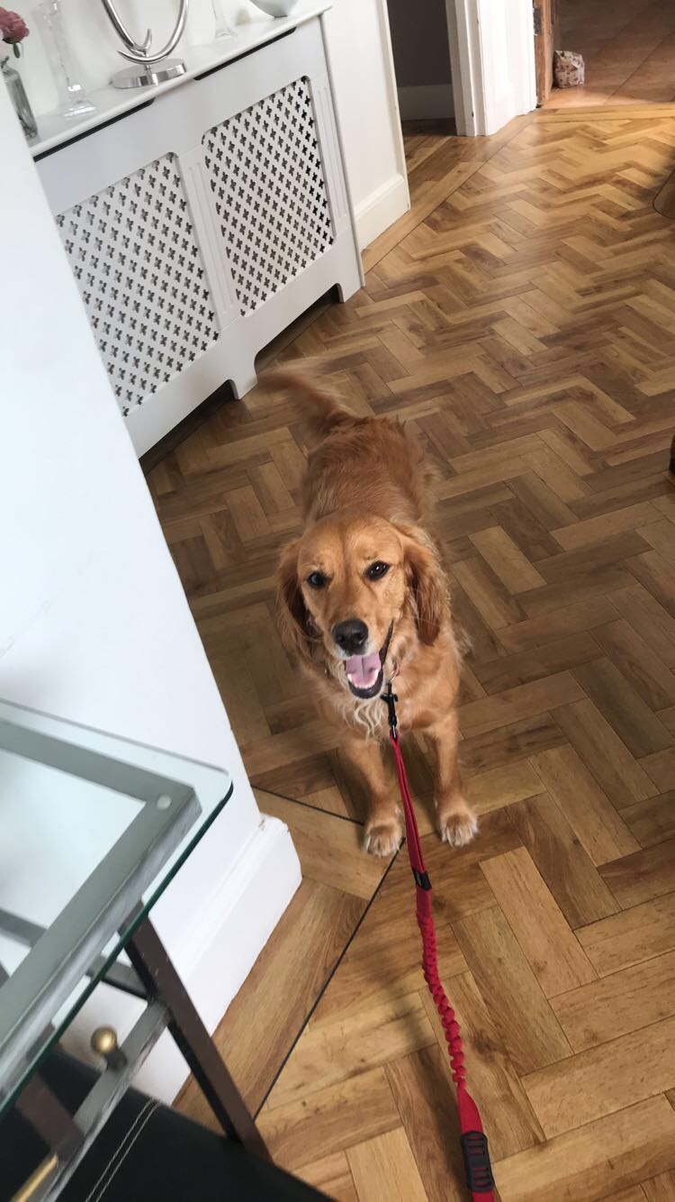 Leah Pet sitter in Guildford