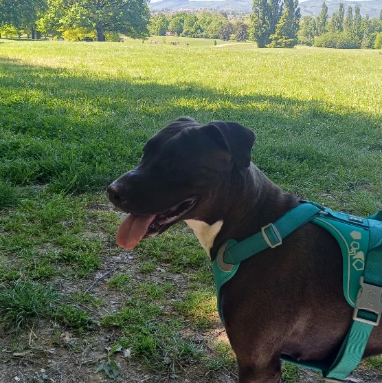 Nikita