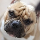 Milo