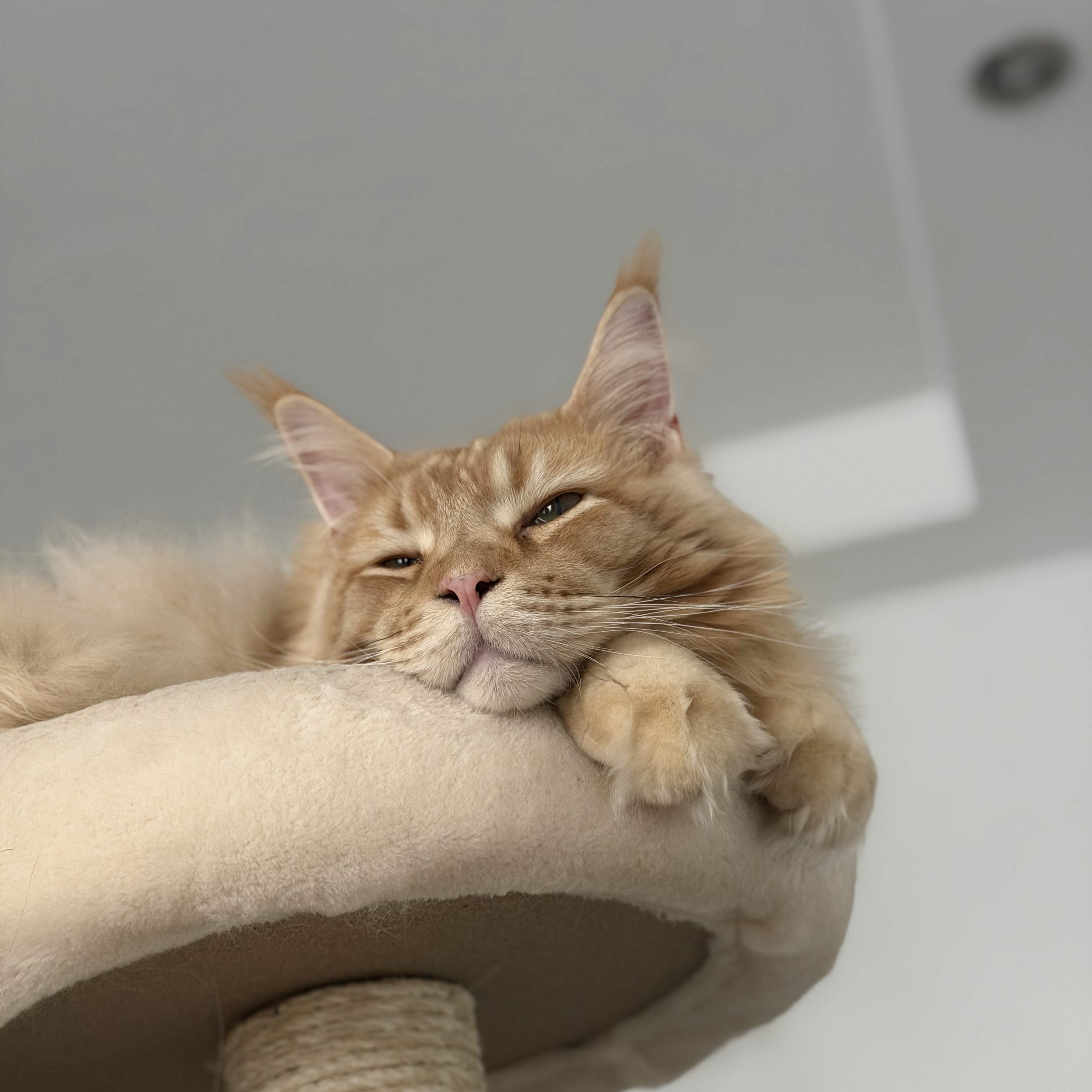 Fernando 