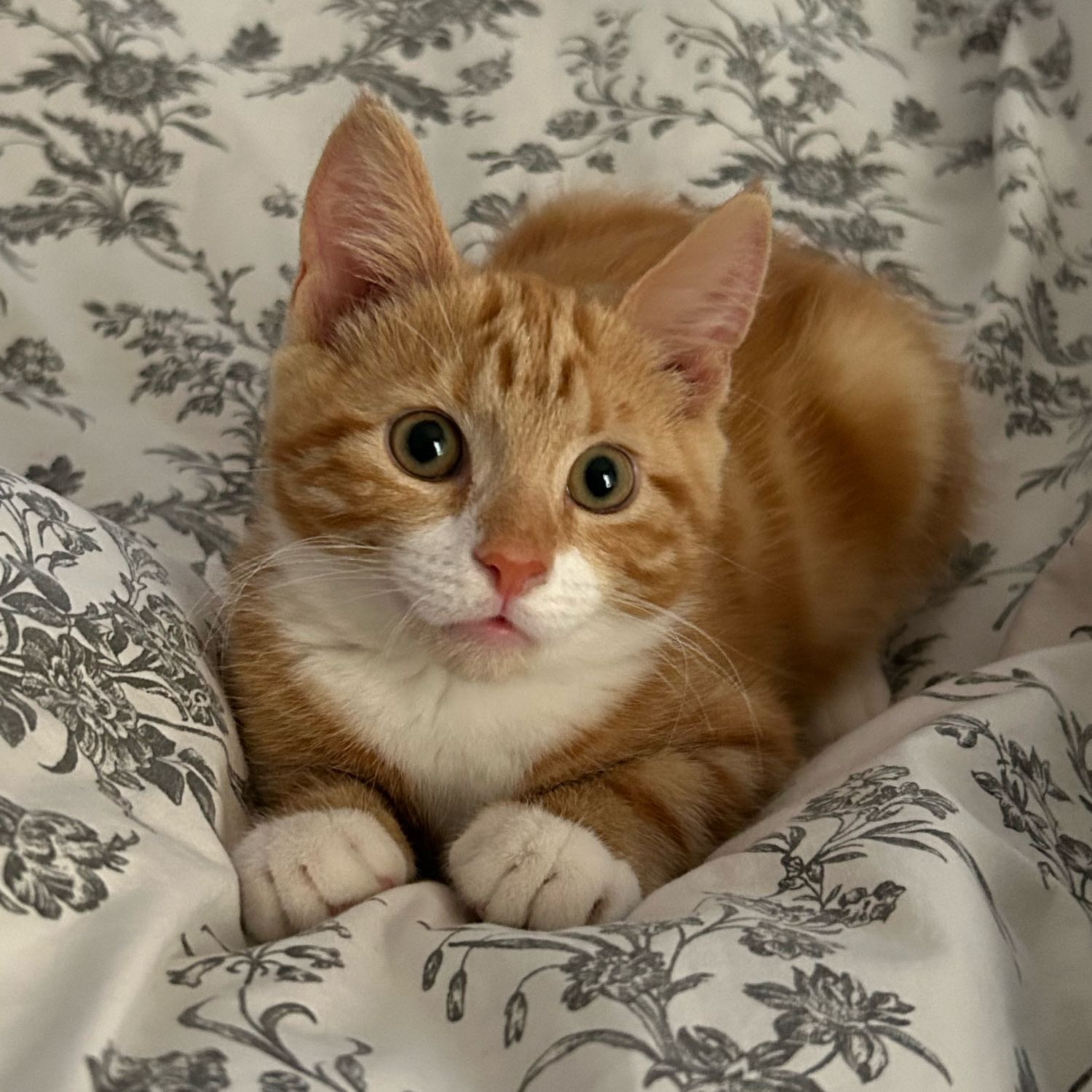 Carlo 