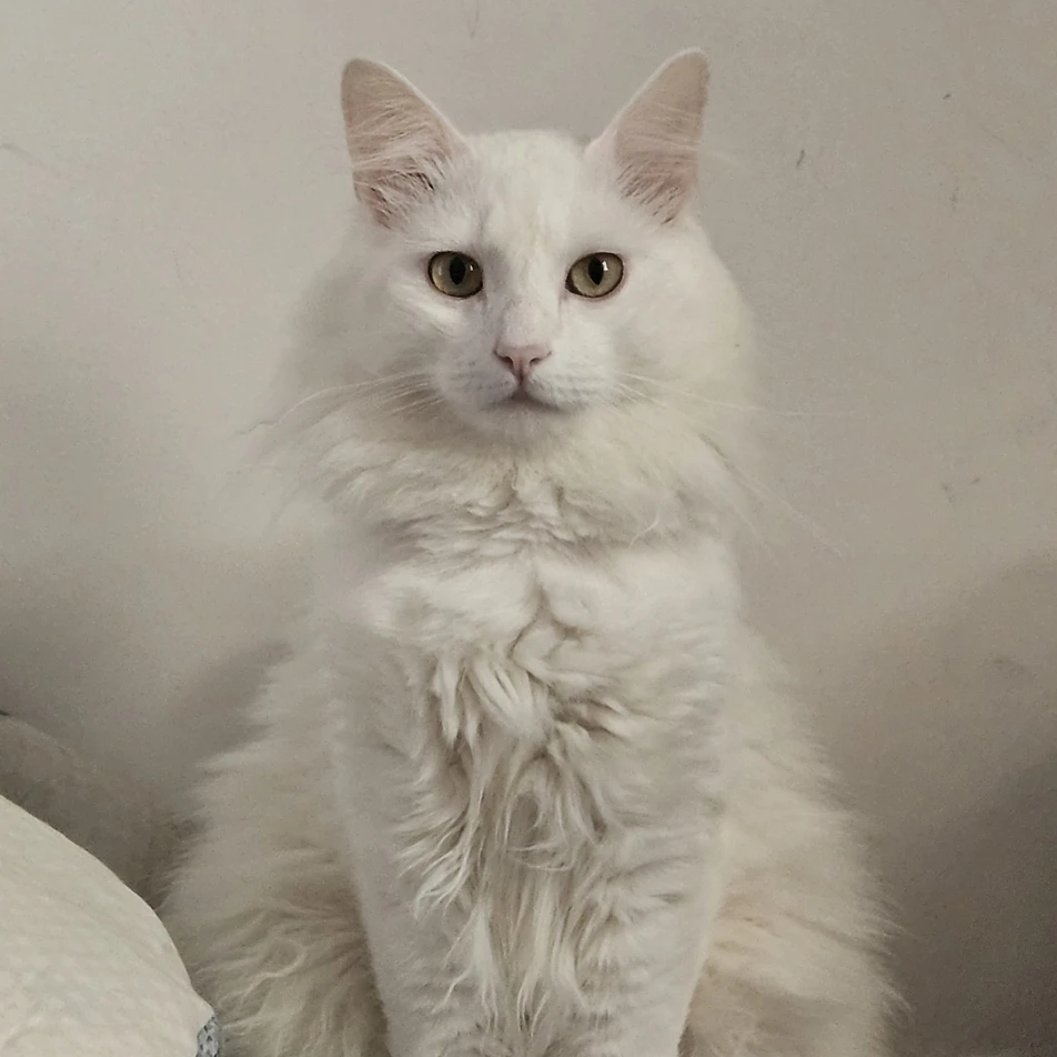 Prince