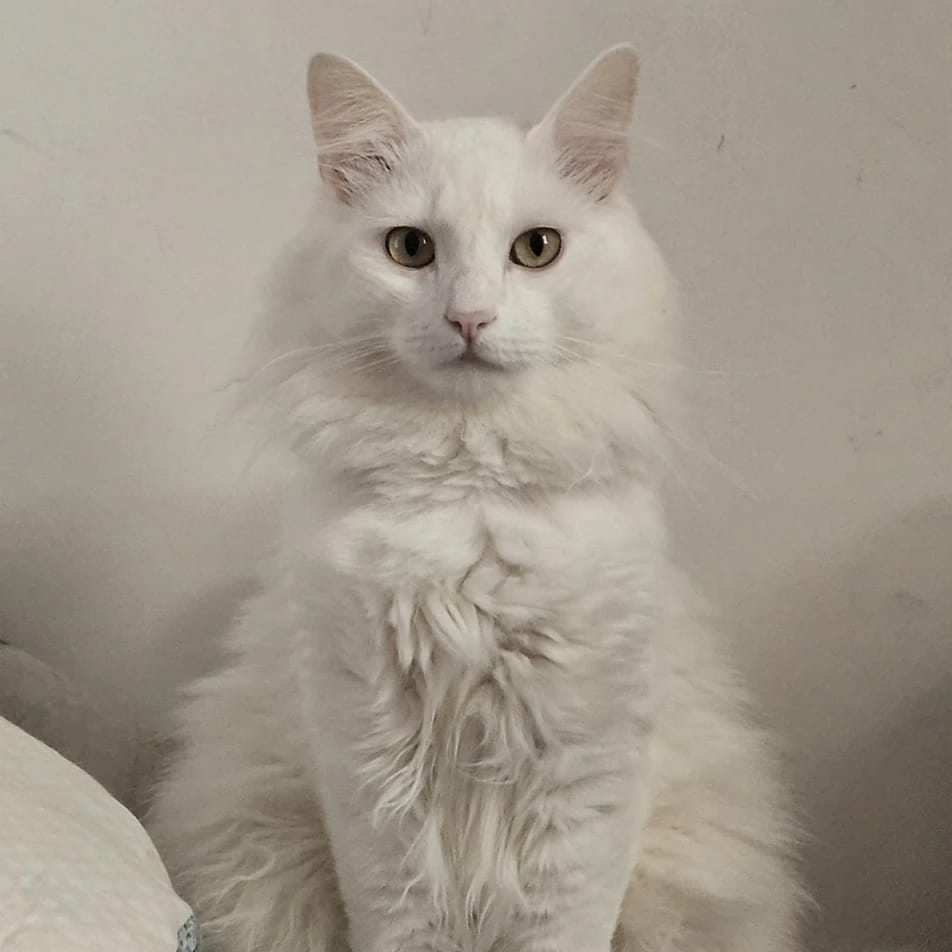 Prince