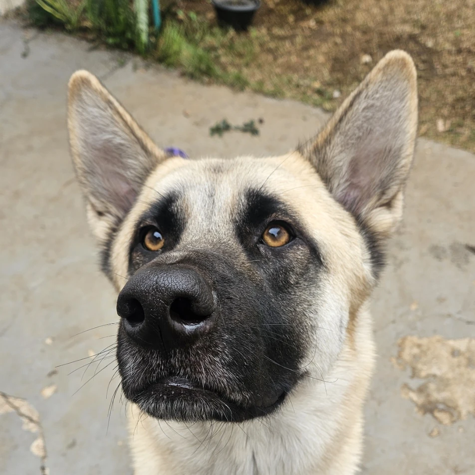 Tomas