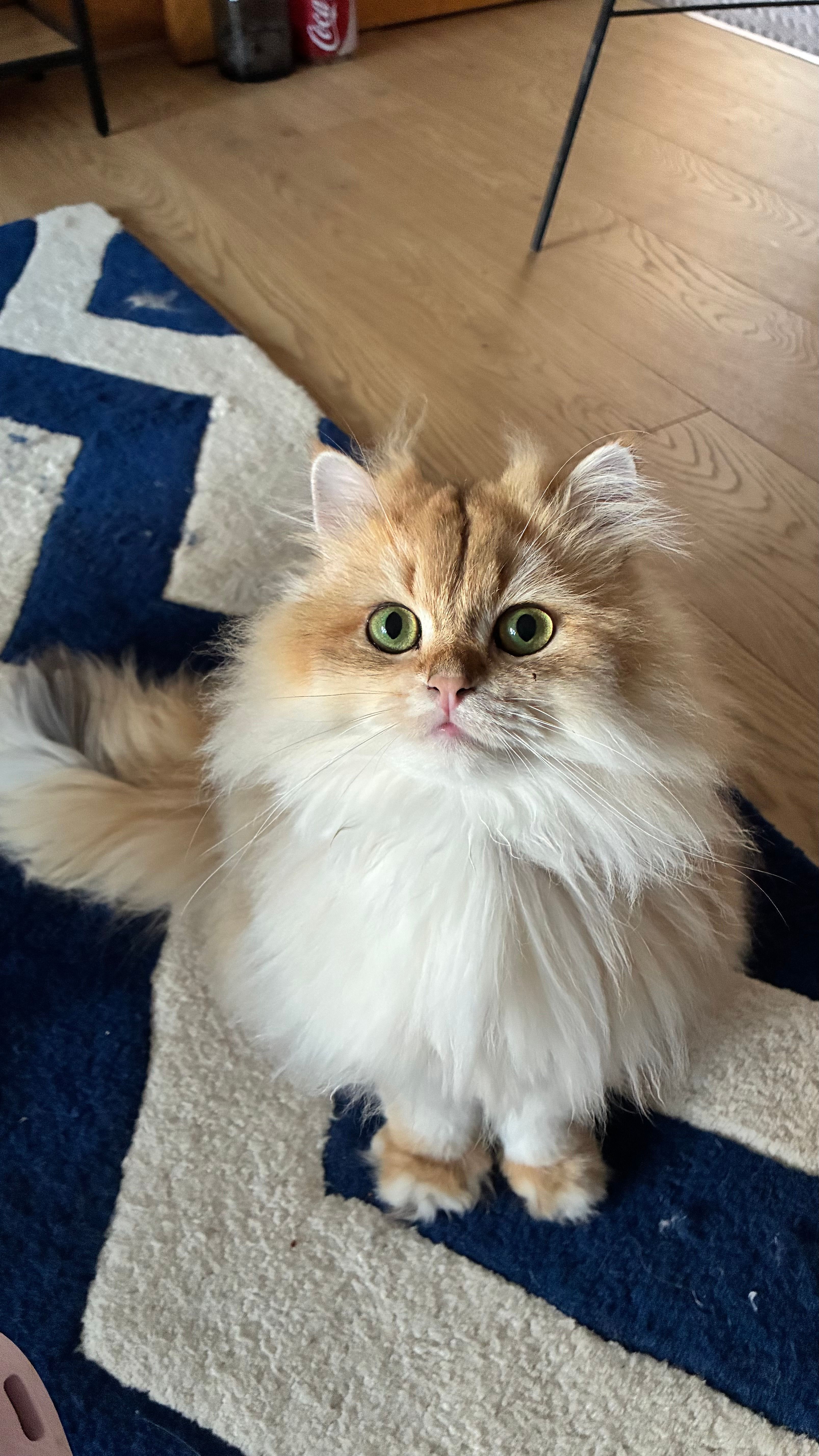 image-11