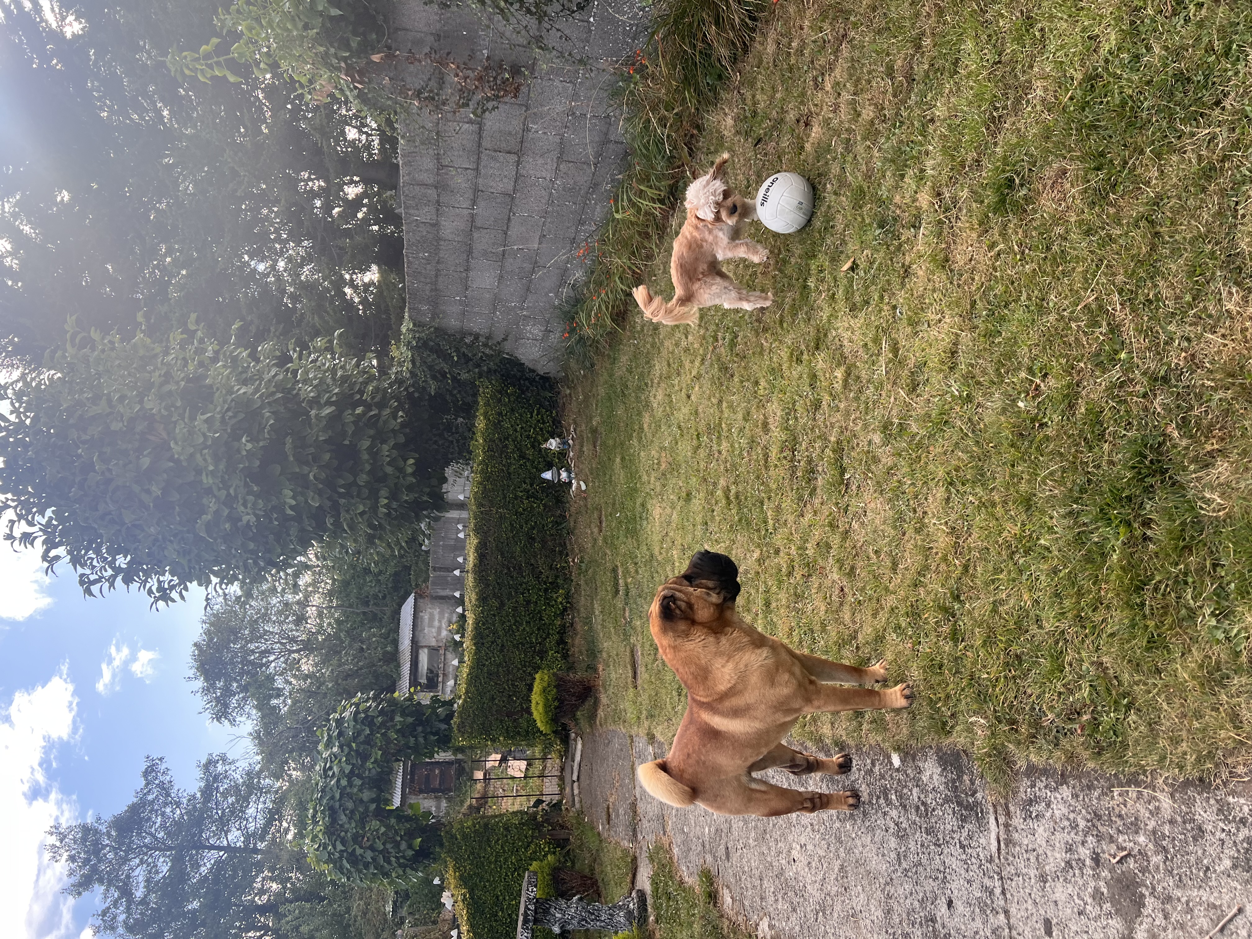 image-17