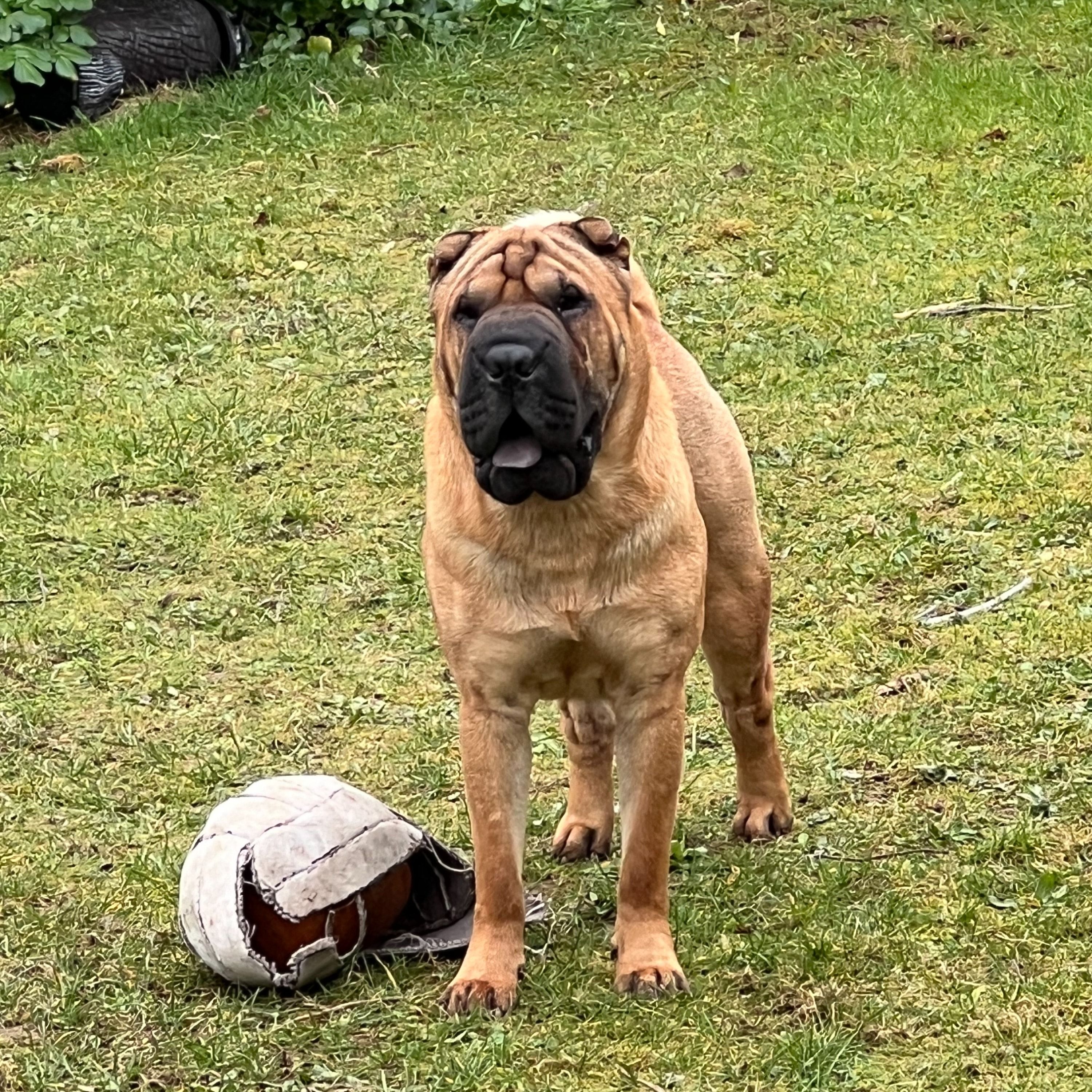 Bruce