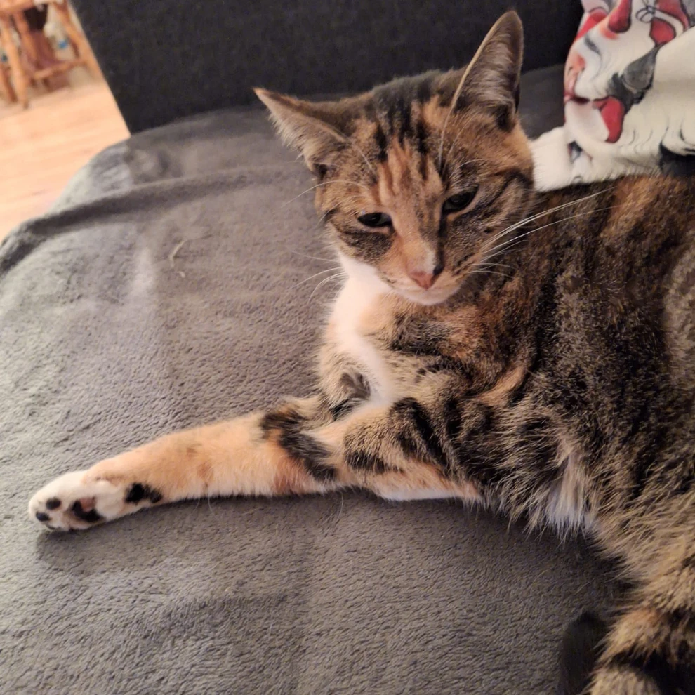 Pebbles 
