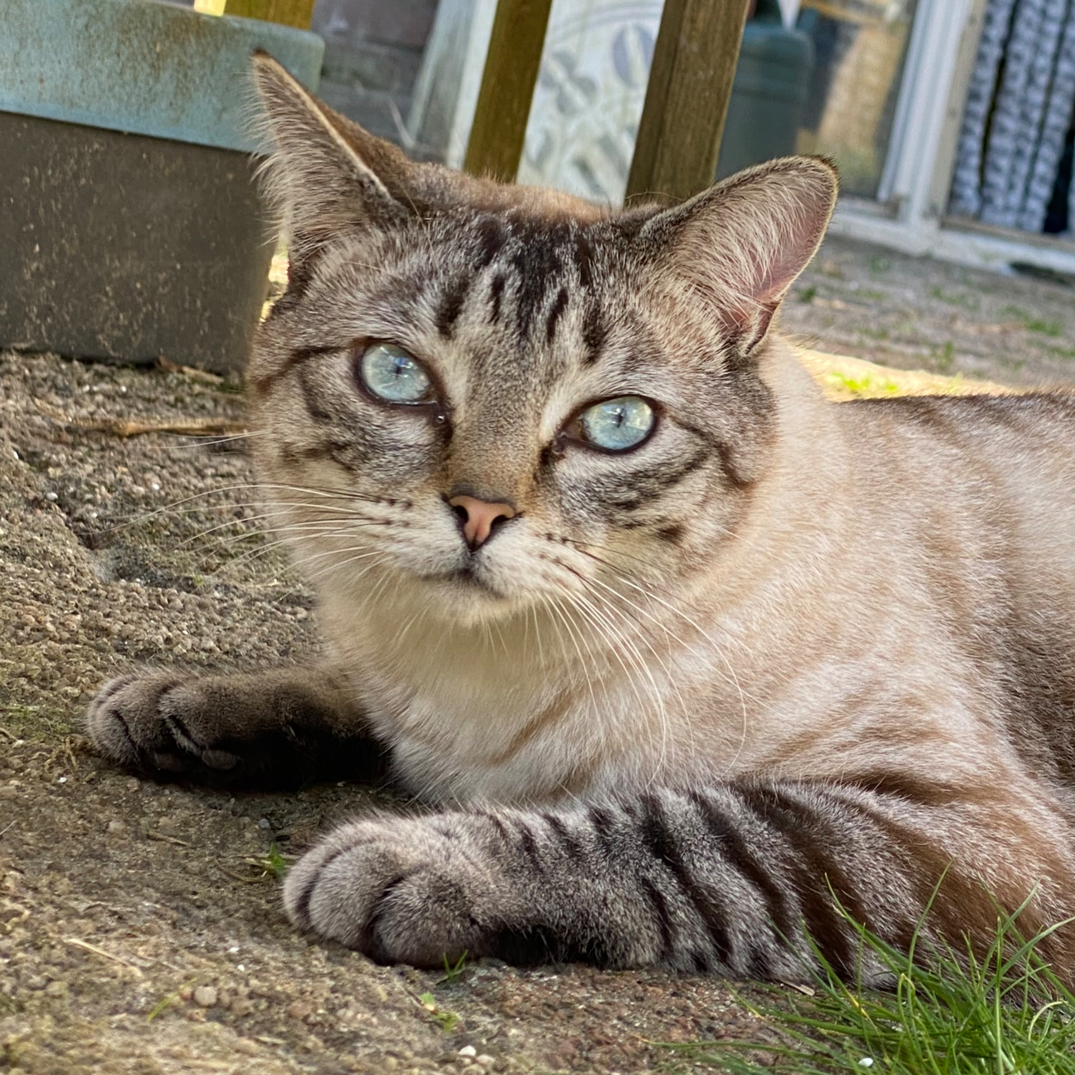 Yvonne