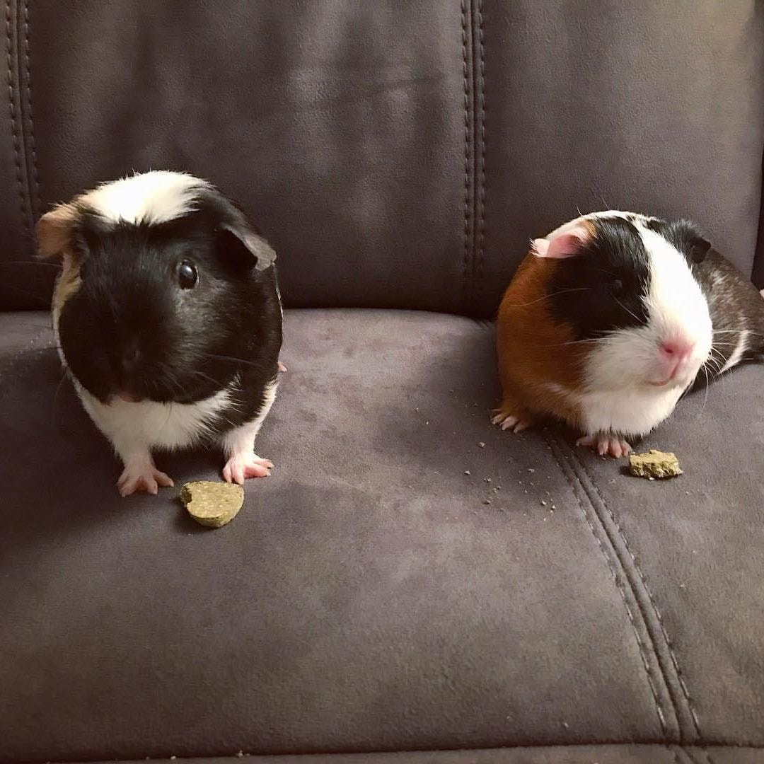 Rey, Rosie (and Ellie 🌈)