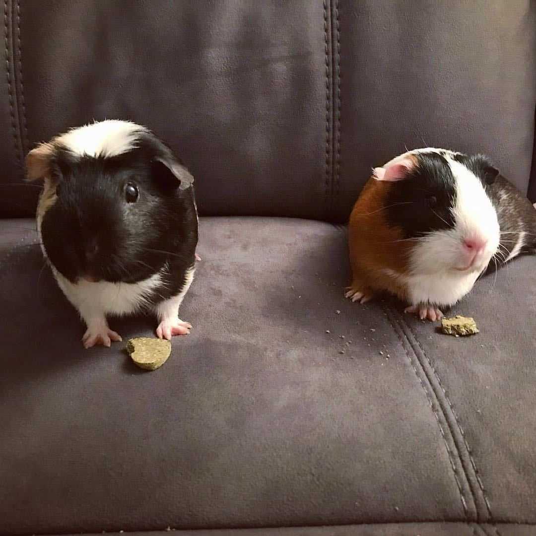 Rey, Rosie (and Ellie 🌈)