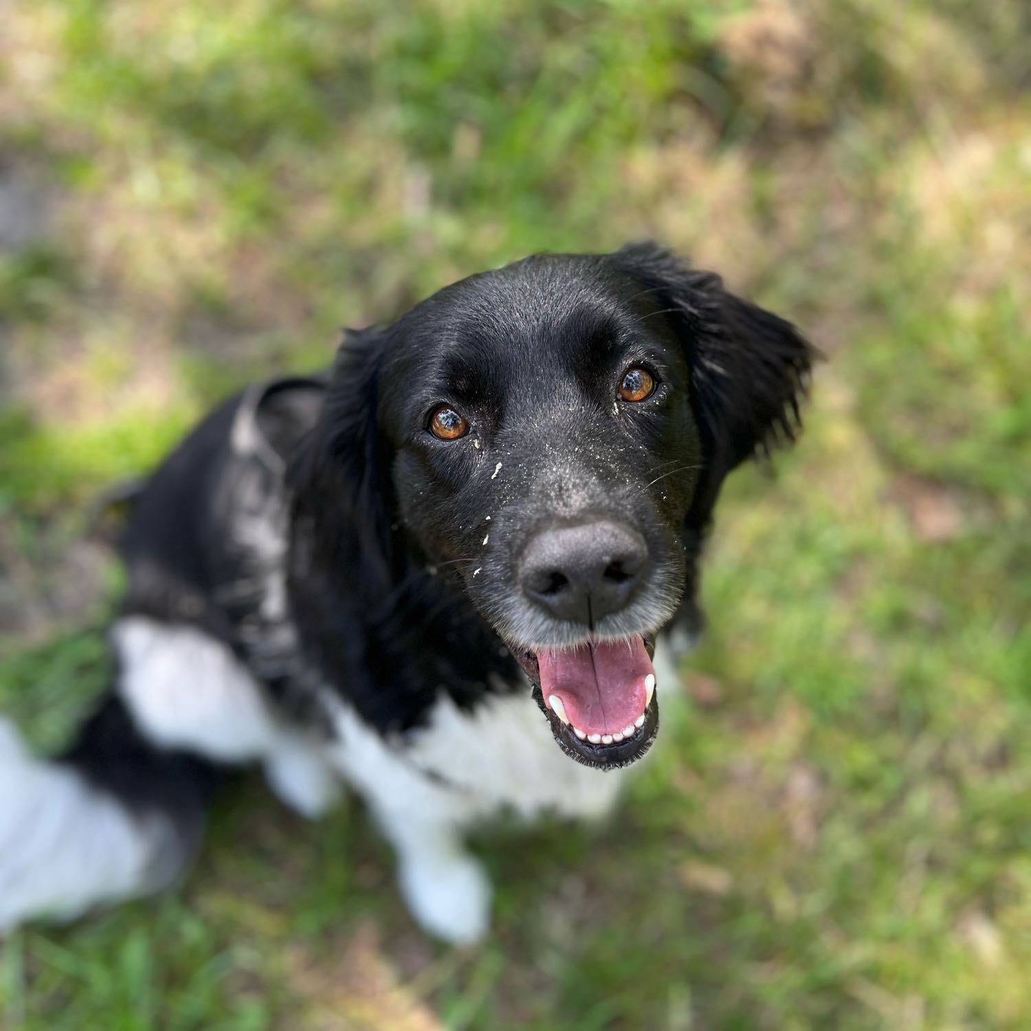 Sophie