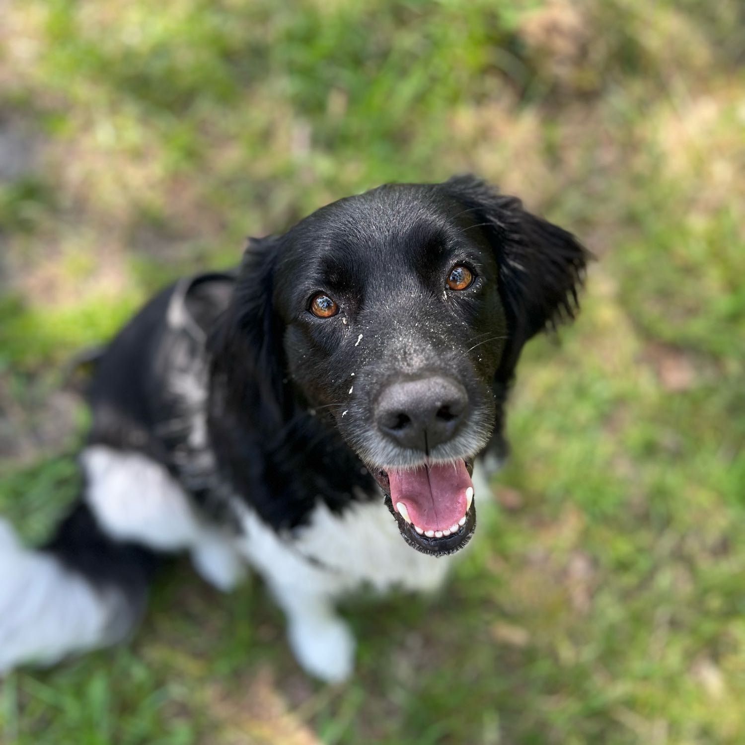 Sophie