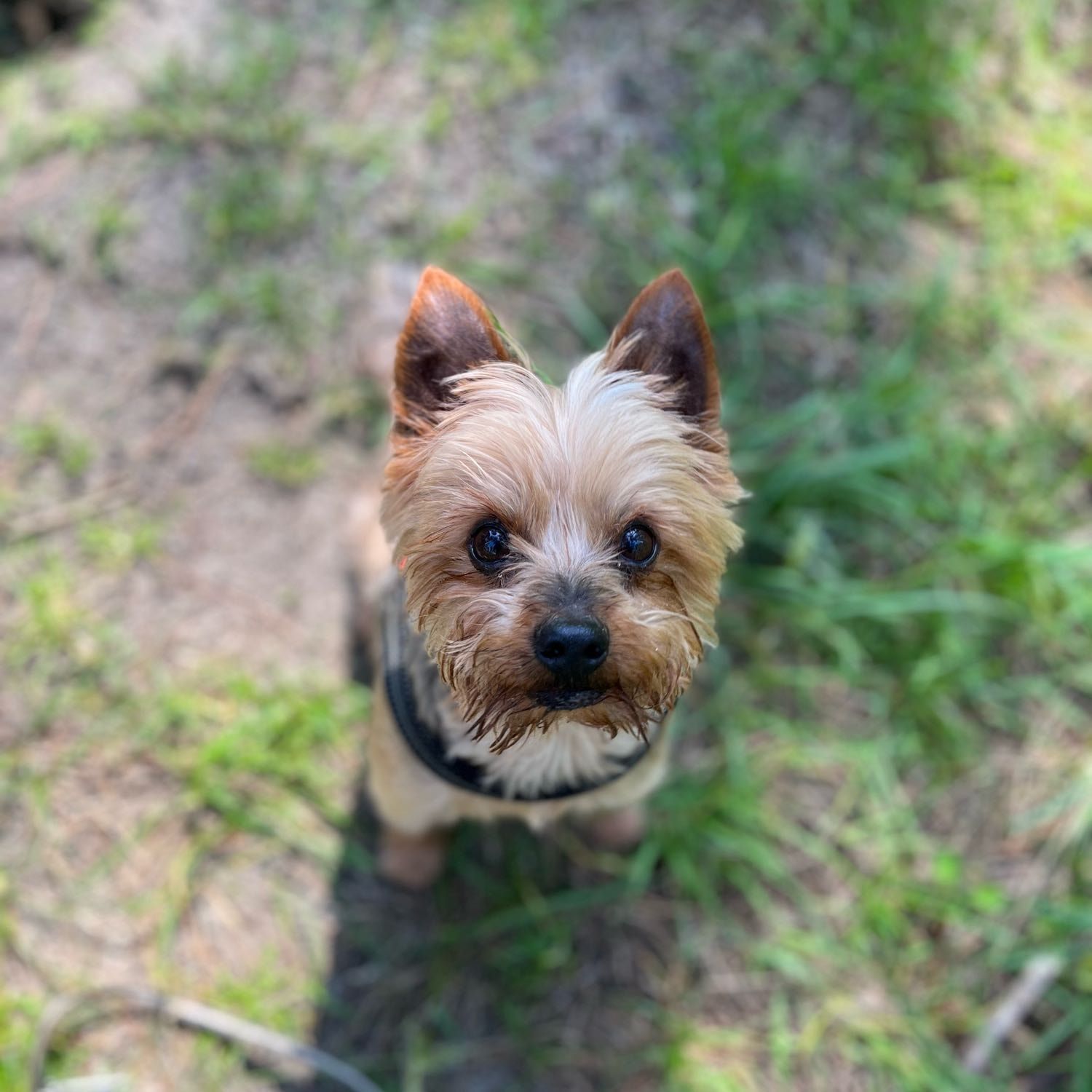 Mylo