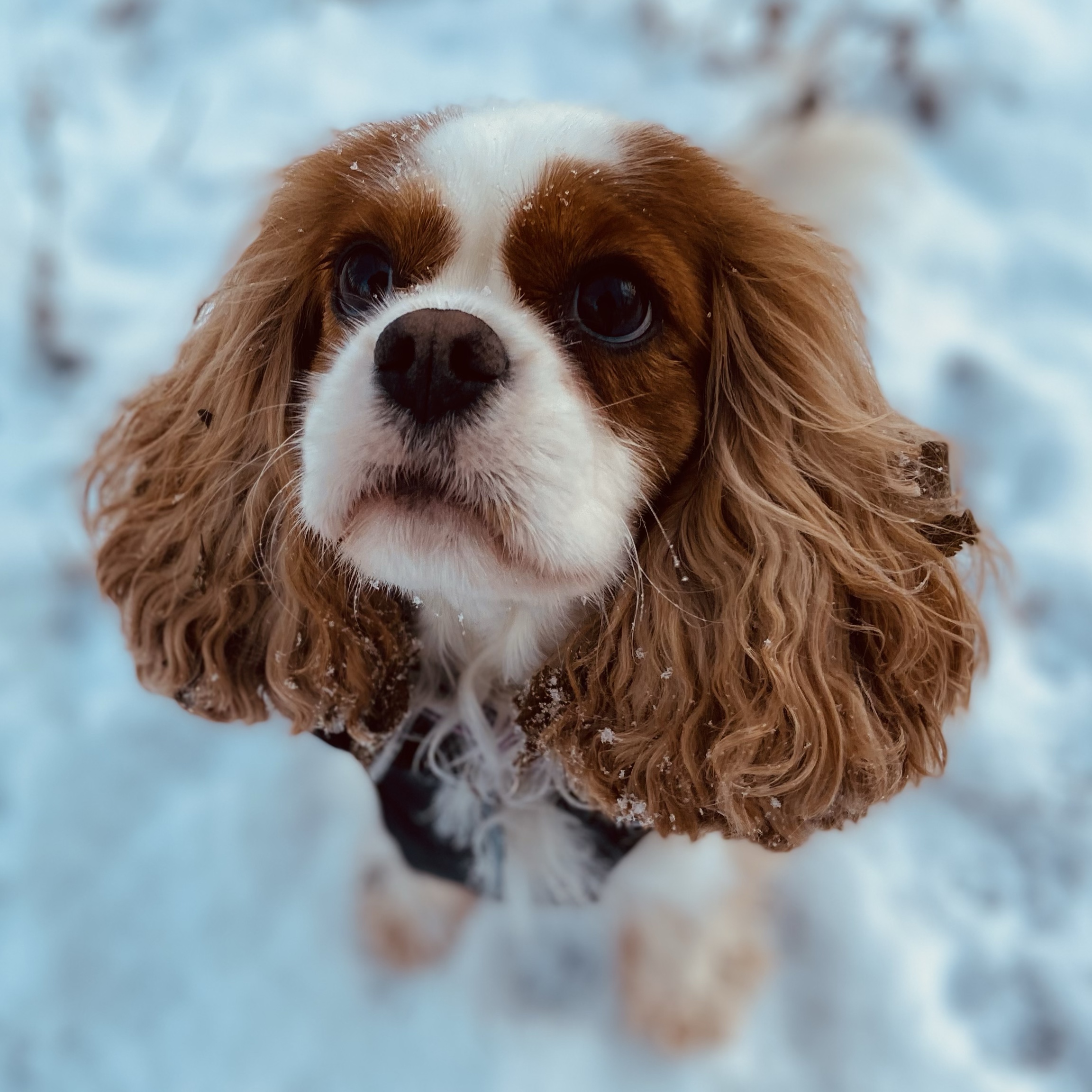 Daisy