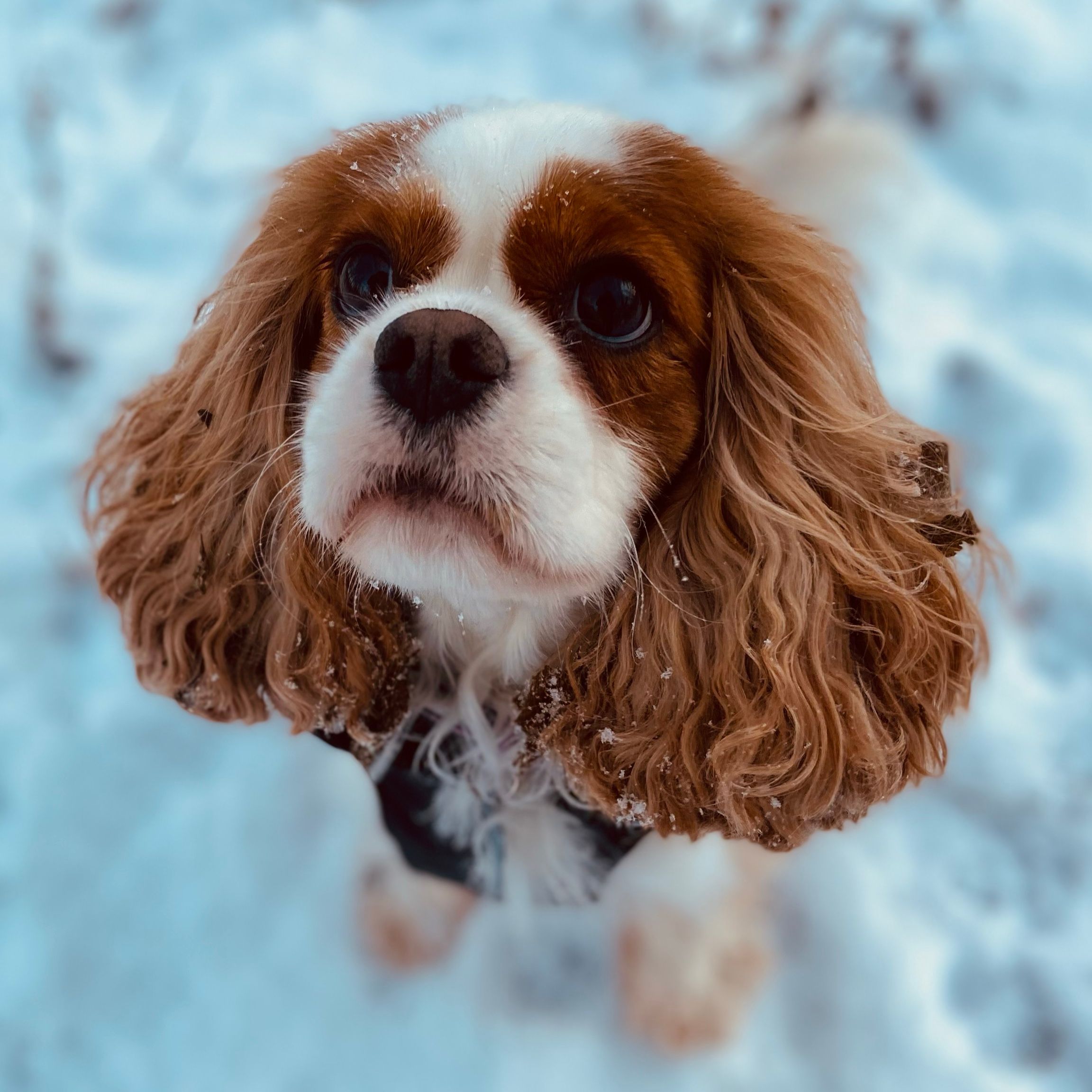 Daisy