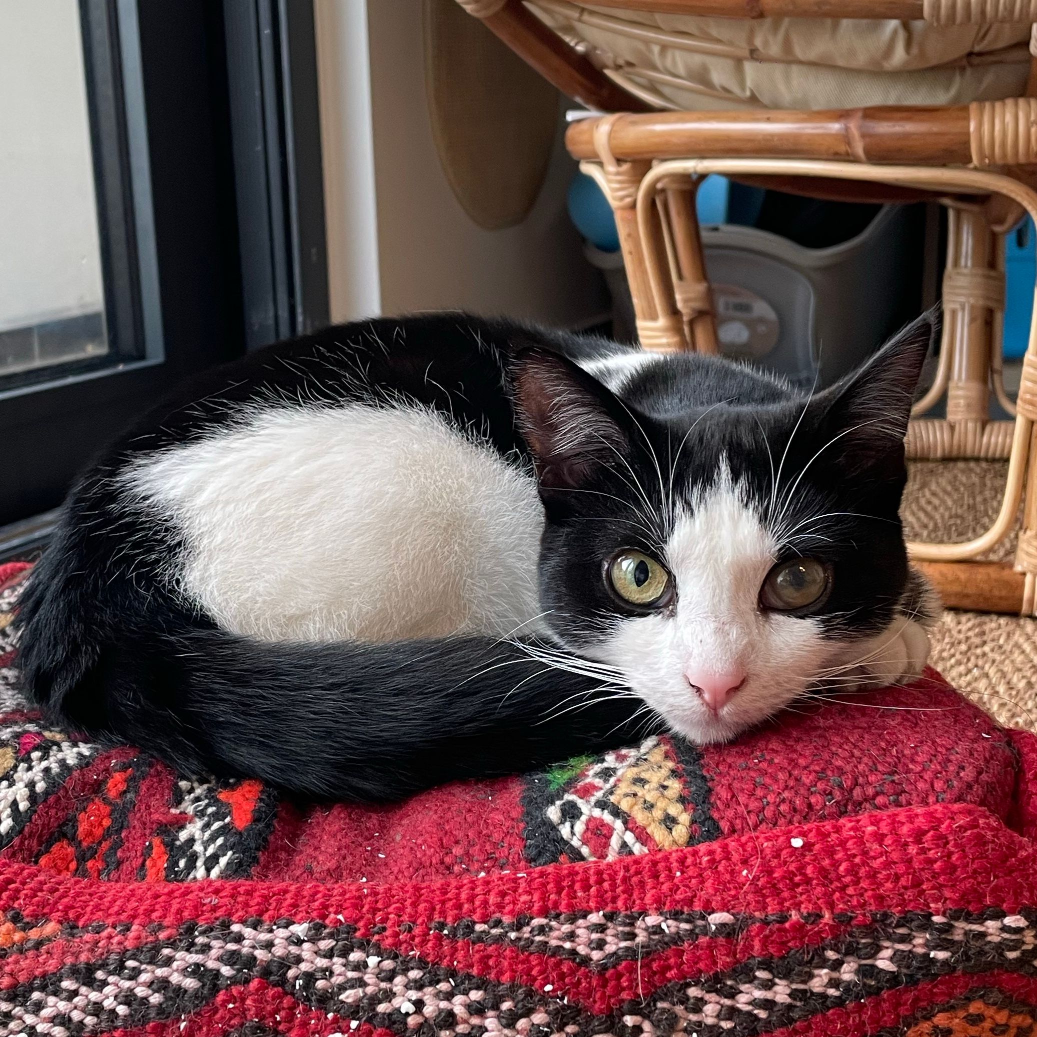 Lumi