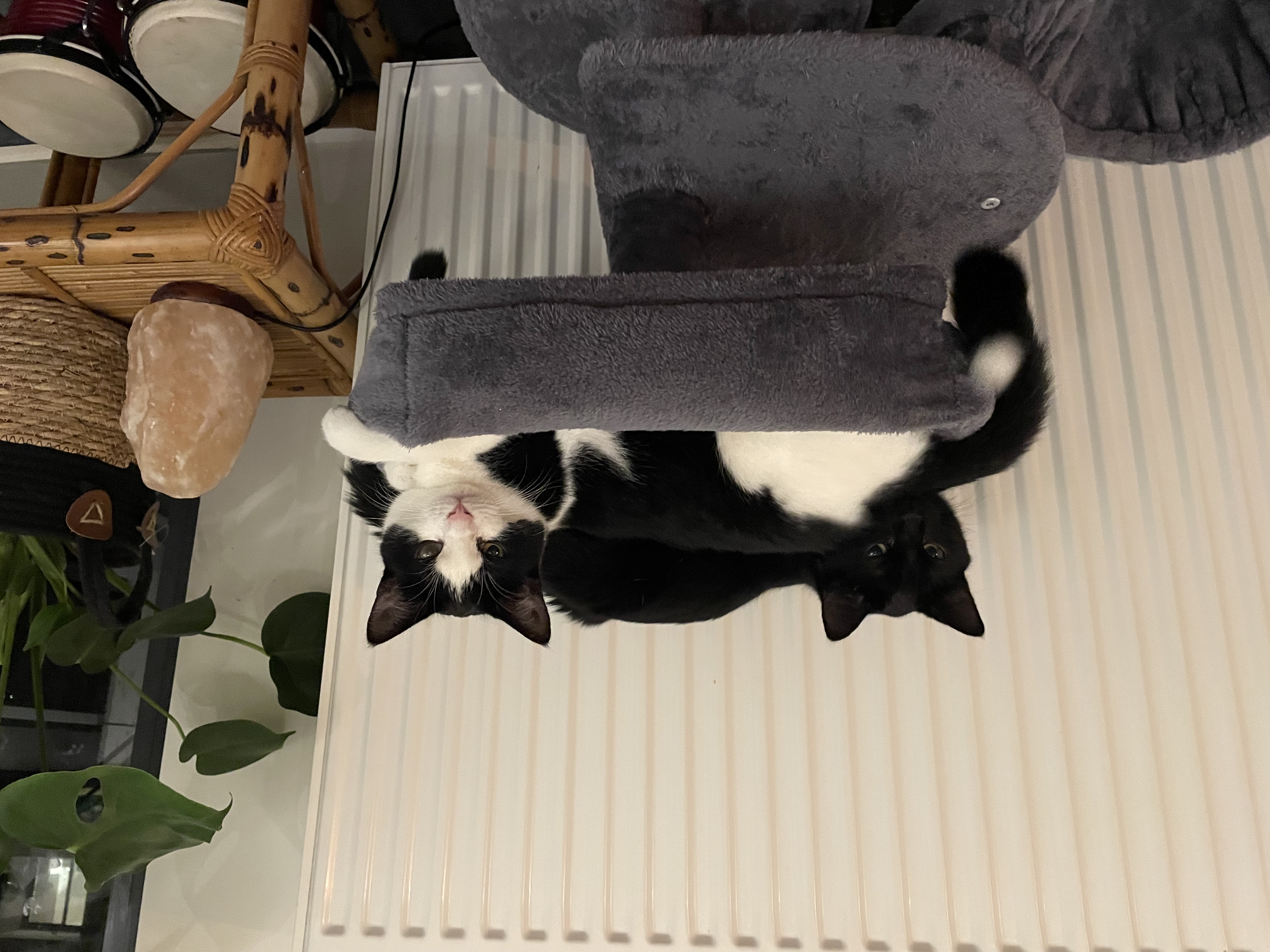 image-6