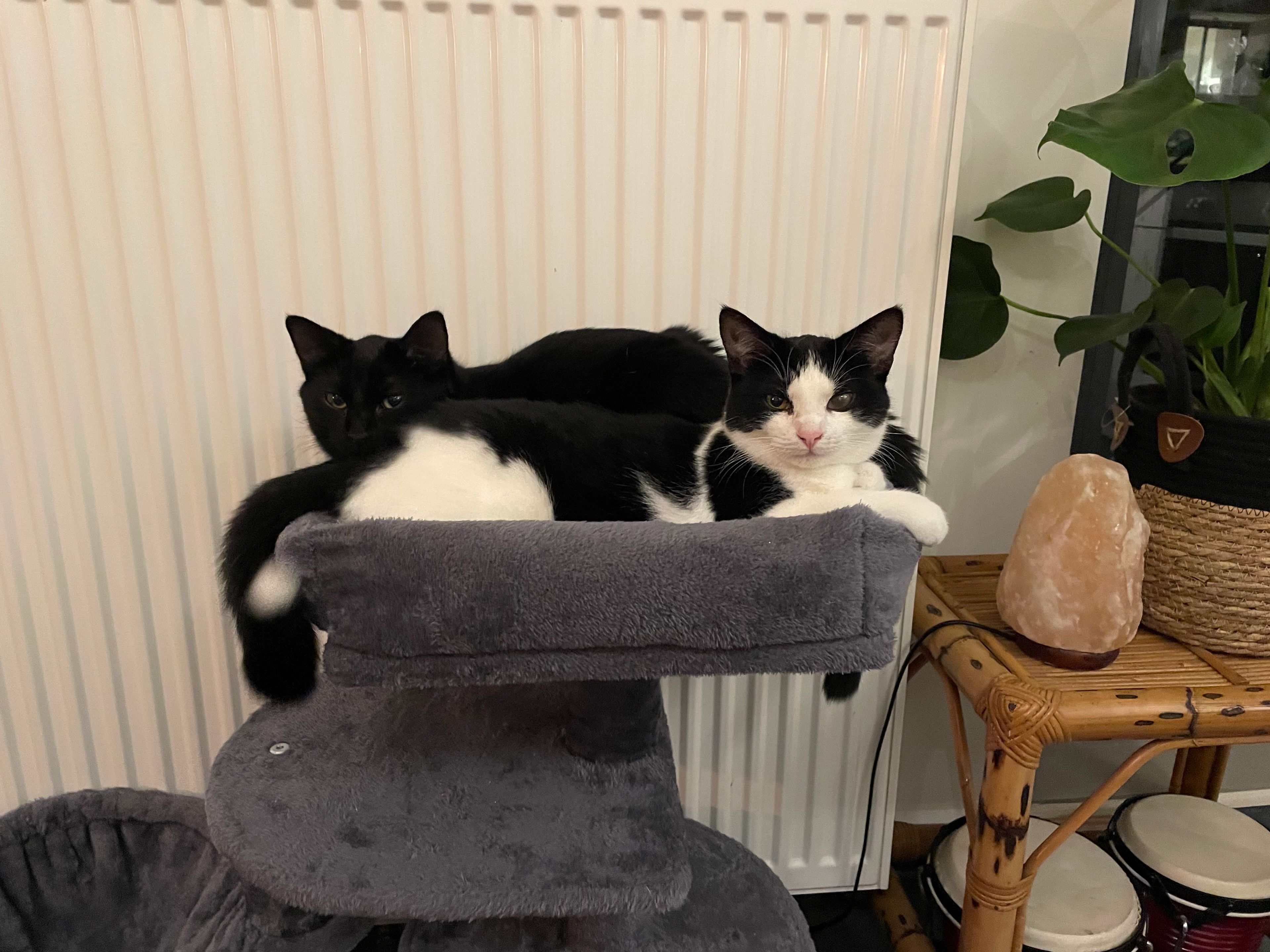 image-6