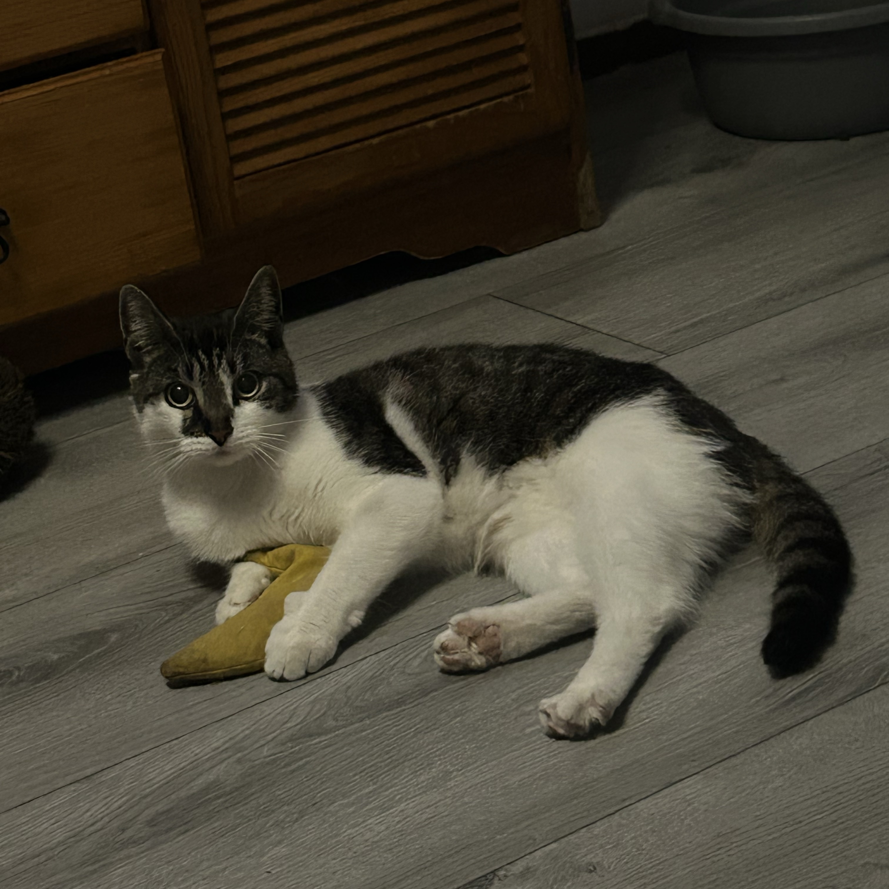 Nova