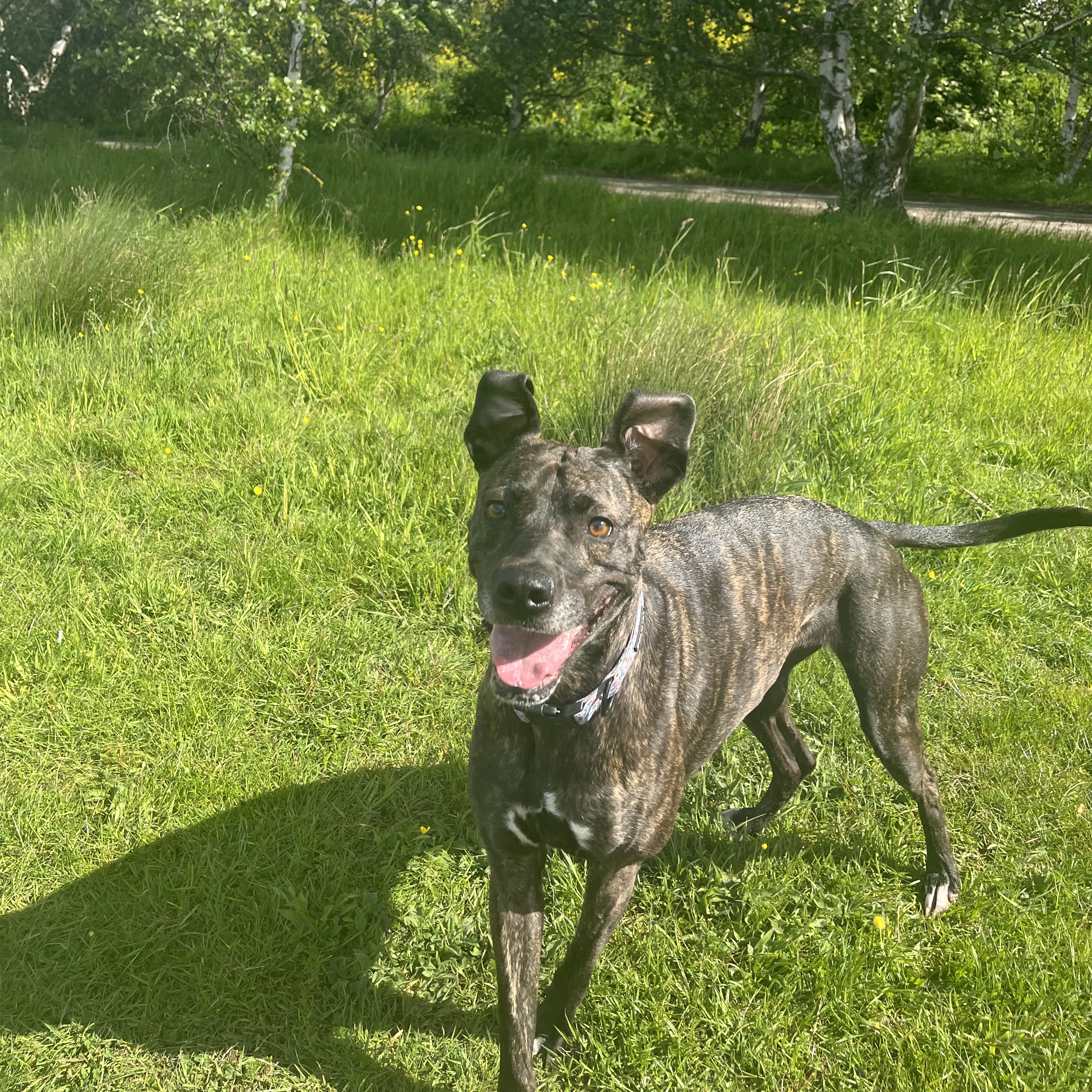 Bella 