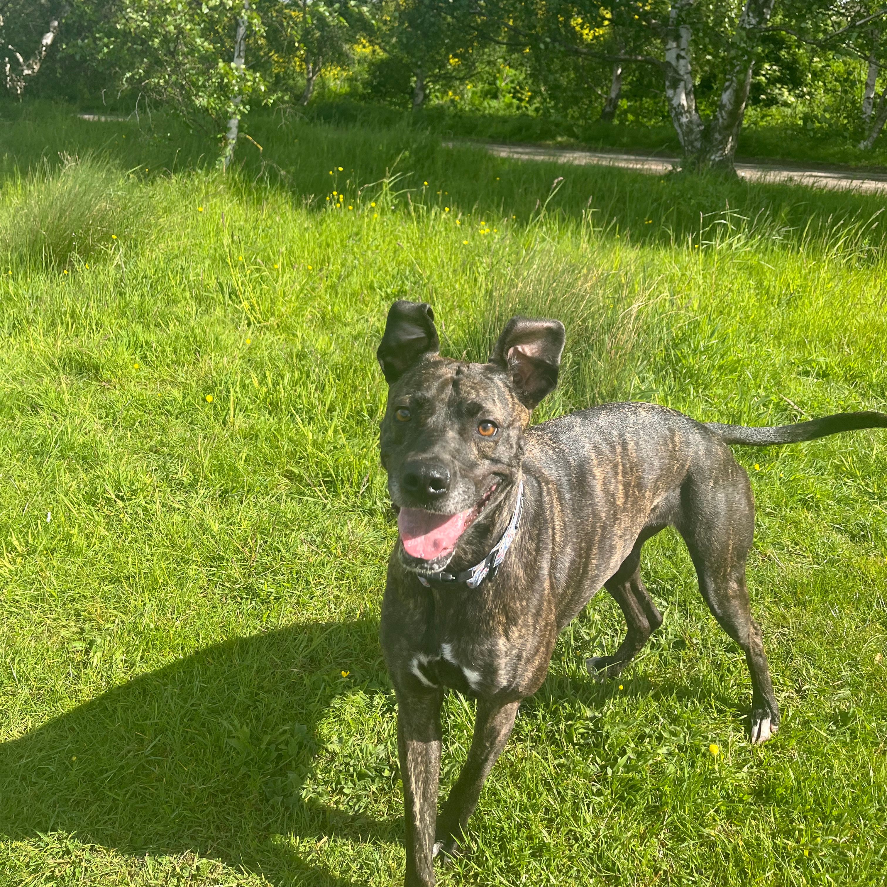 Bella