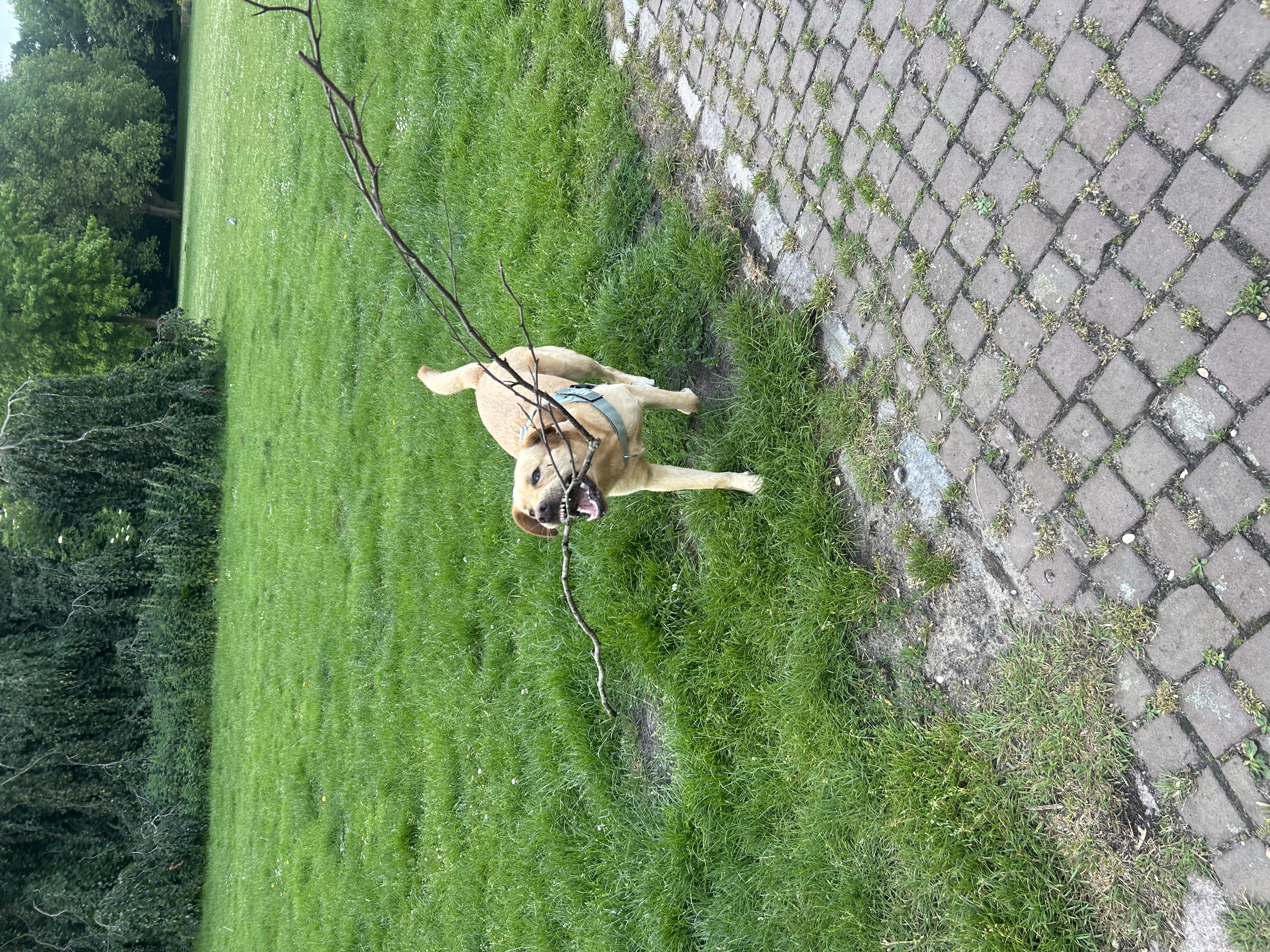 image-4
