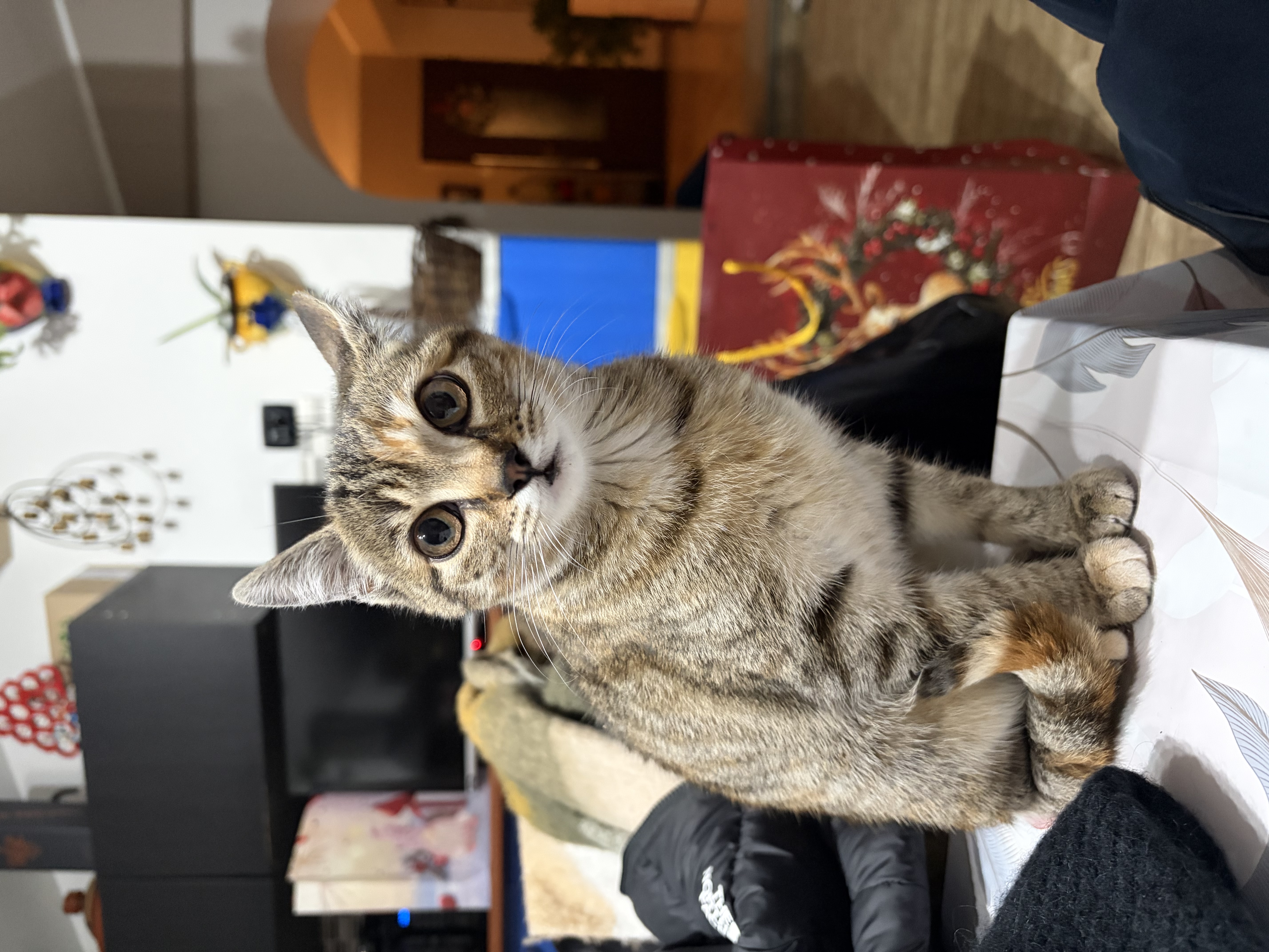 image-7