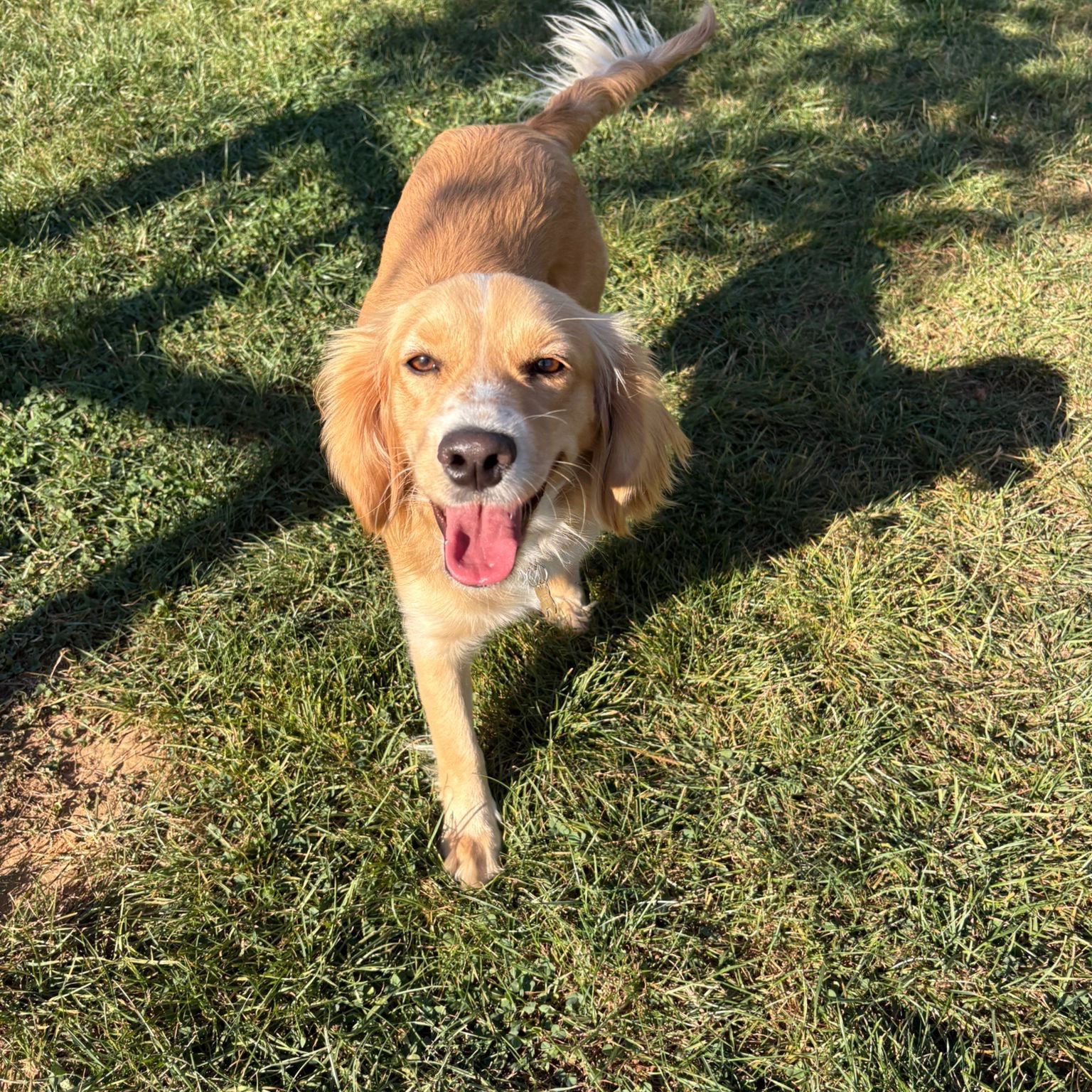 Cali